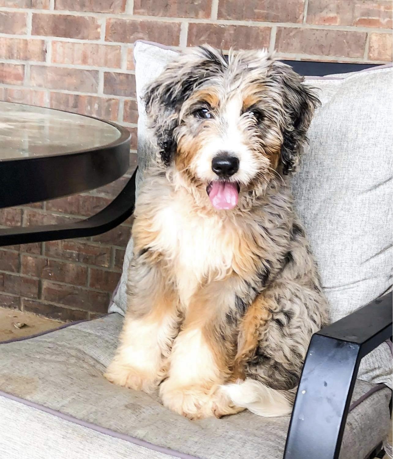 Mini Bernedoodle