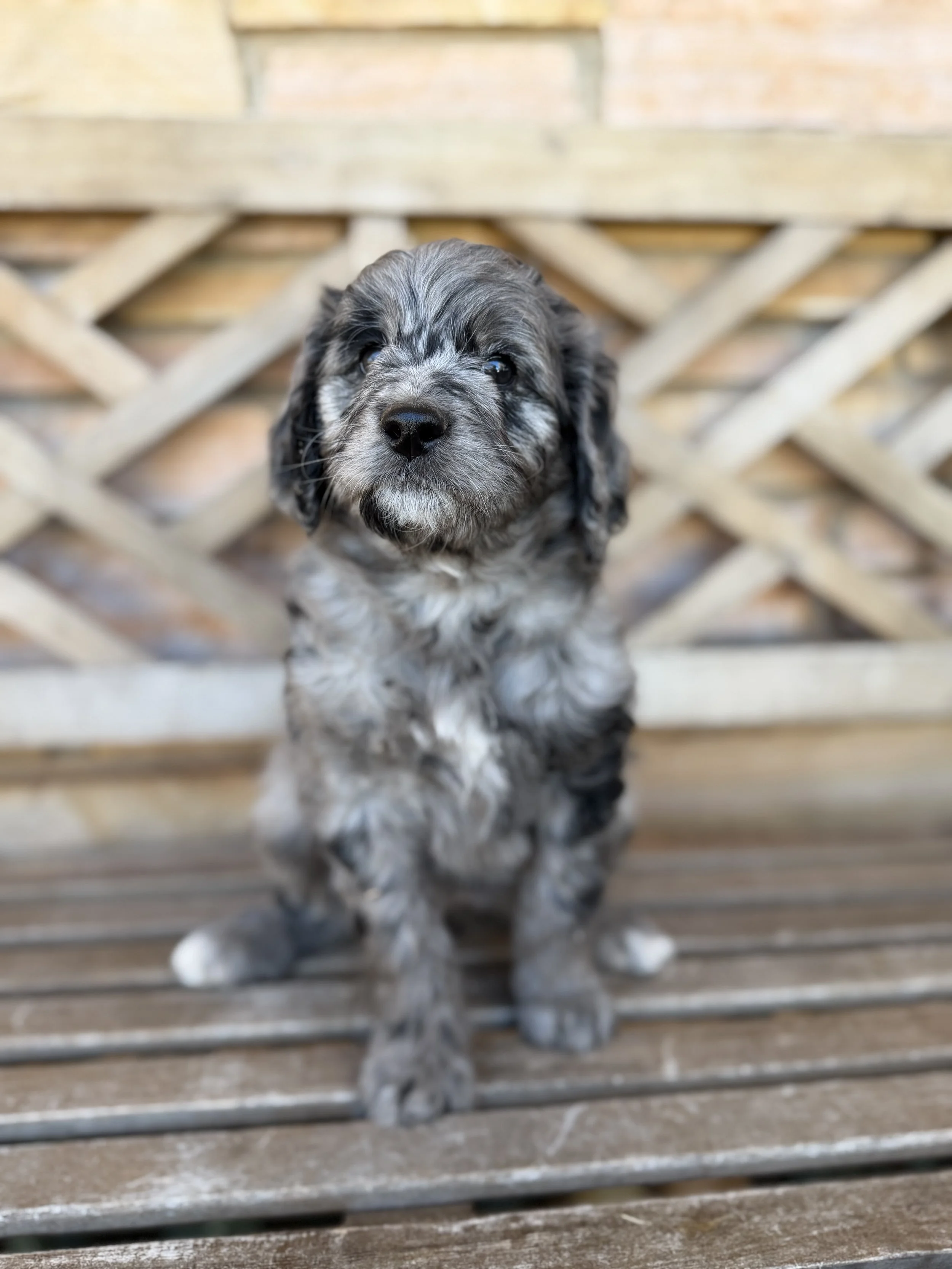 Toph Female Mini/Medium Bernedoodle $3250