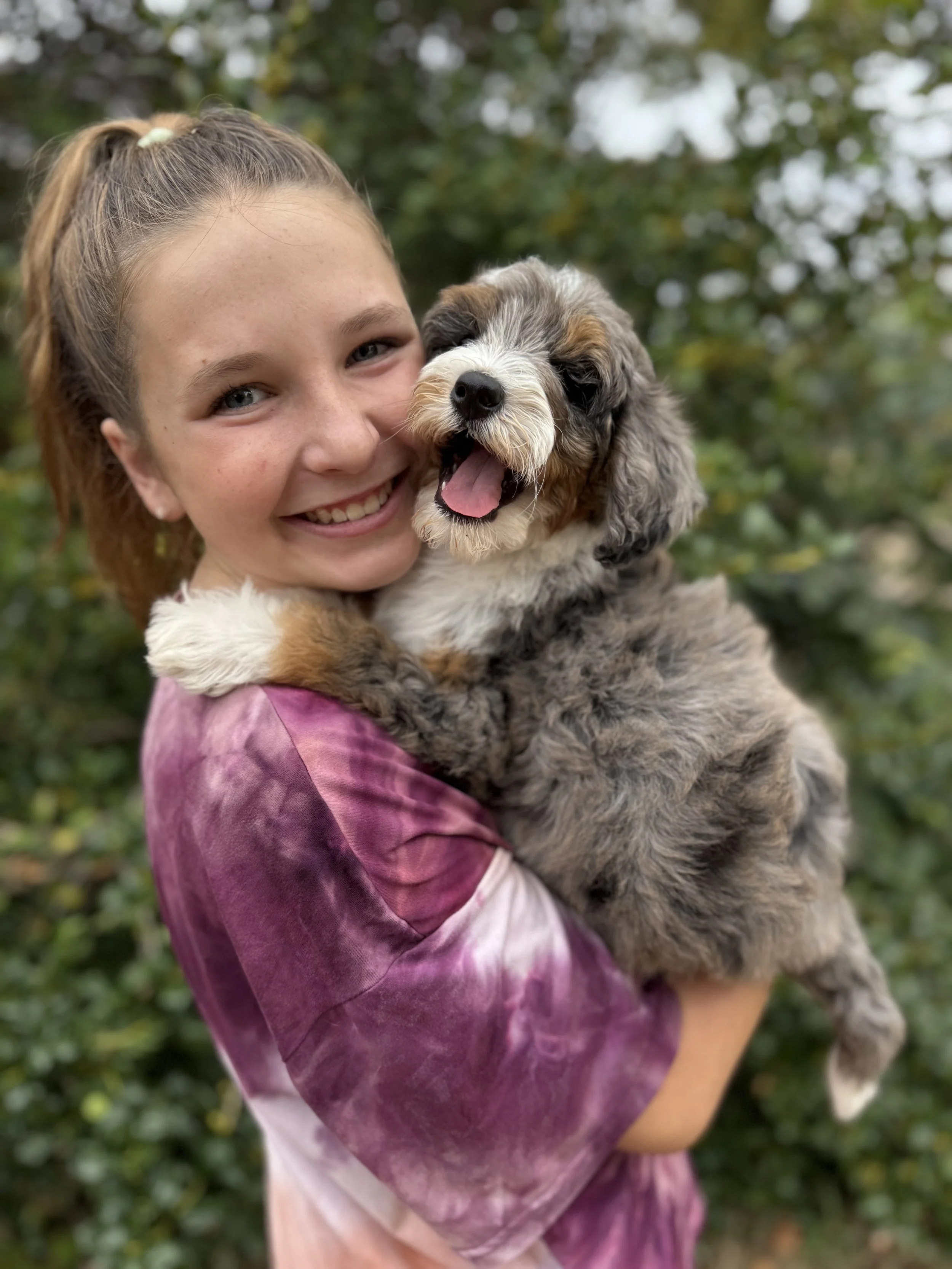 Latte Female Micro-Mini Bernedoodle $4250