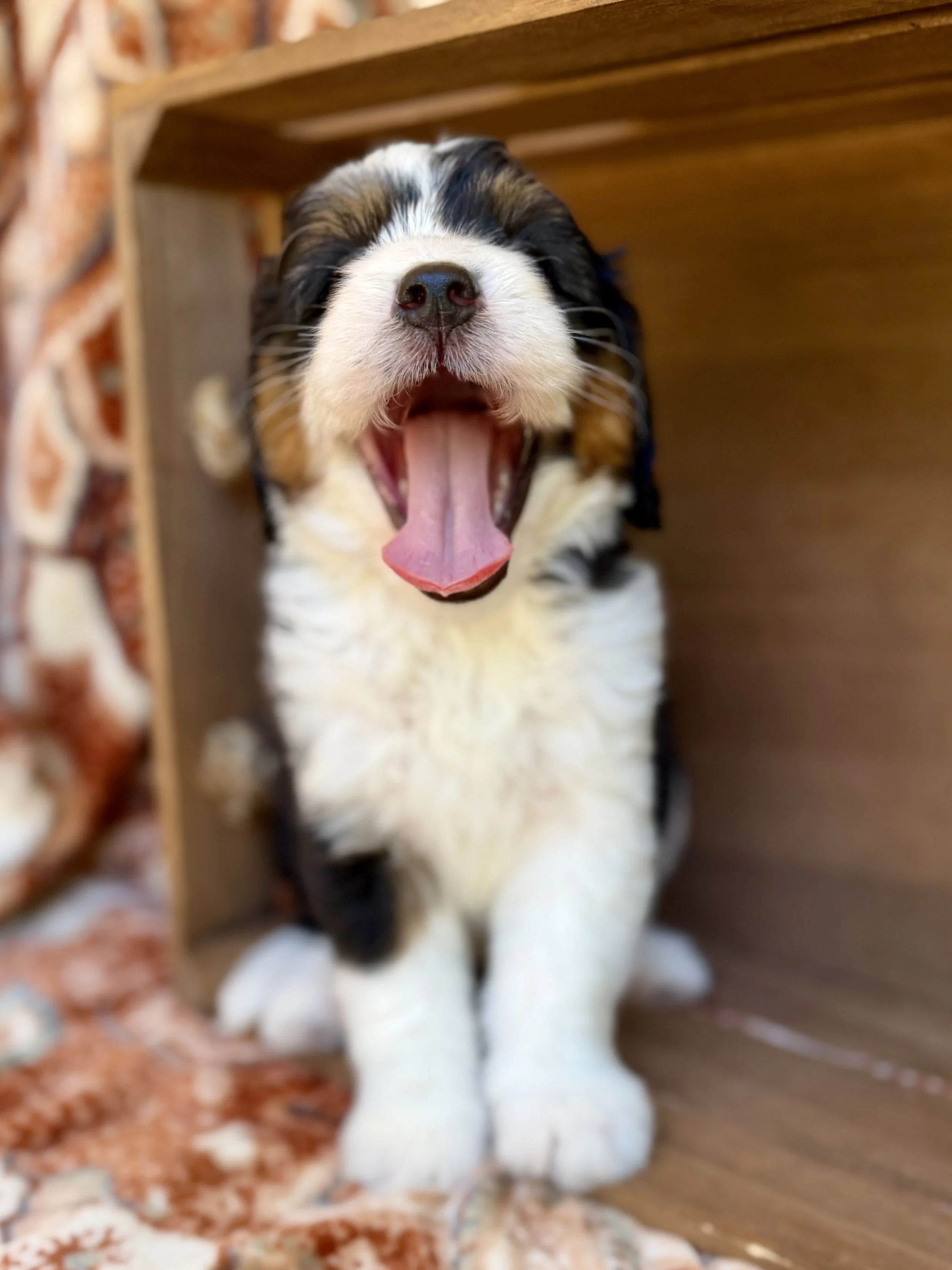 IMG_0317.jpeg
