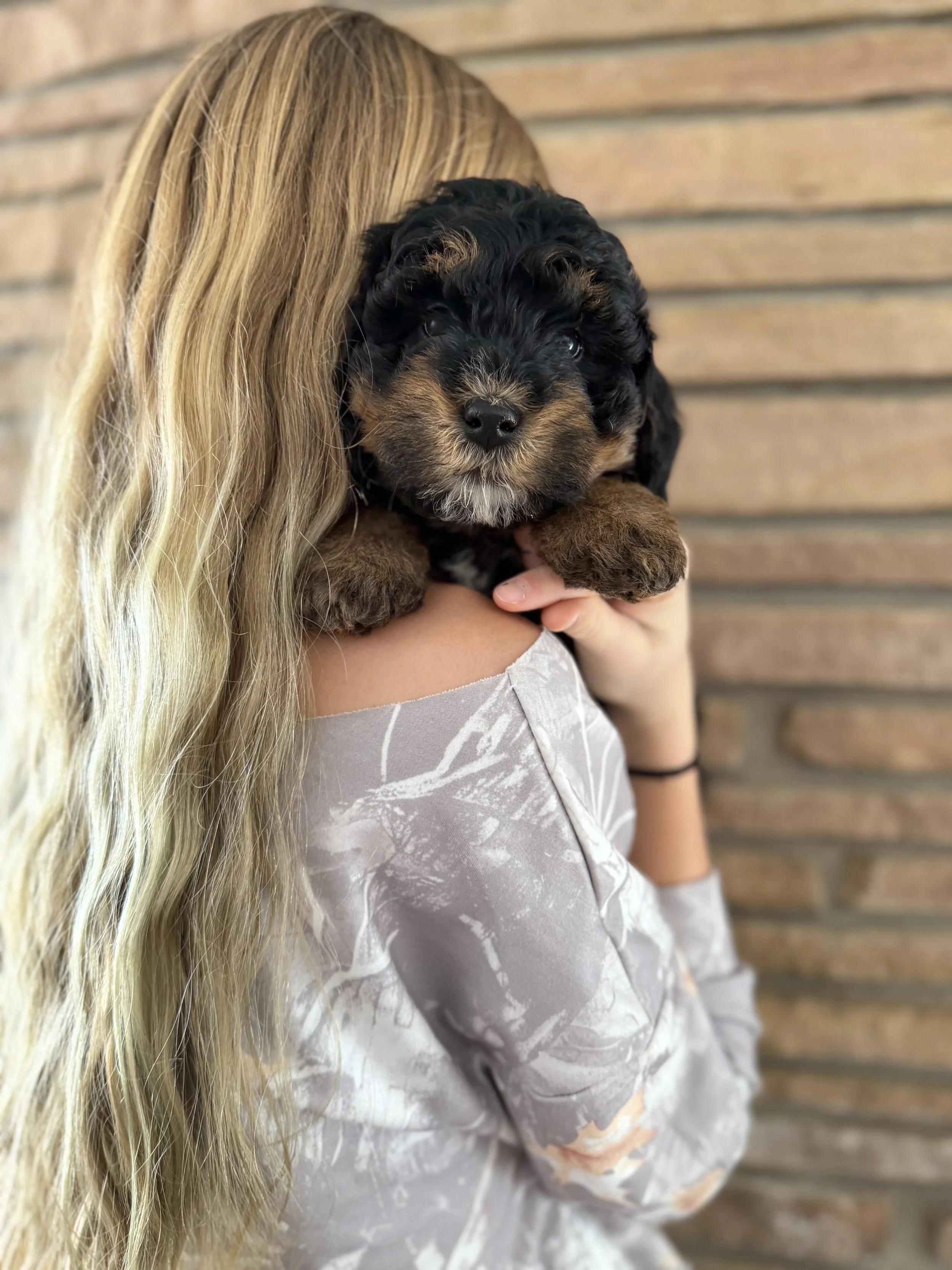 Comet Male Mini Bernedoodle $3000
