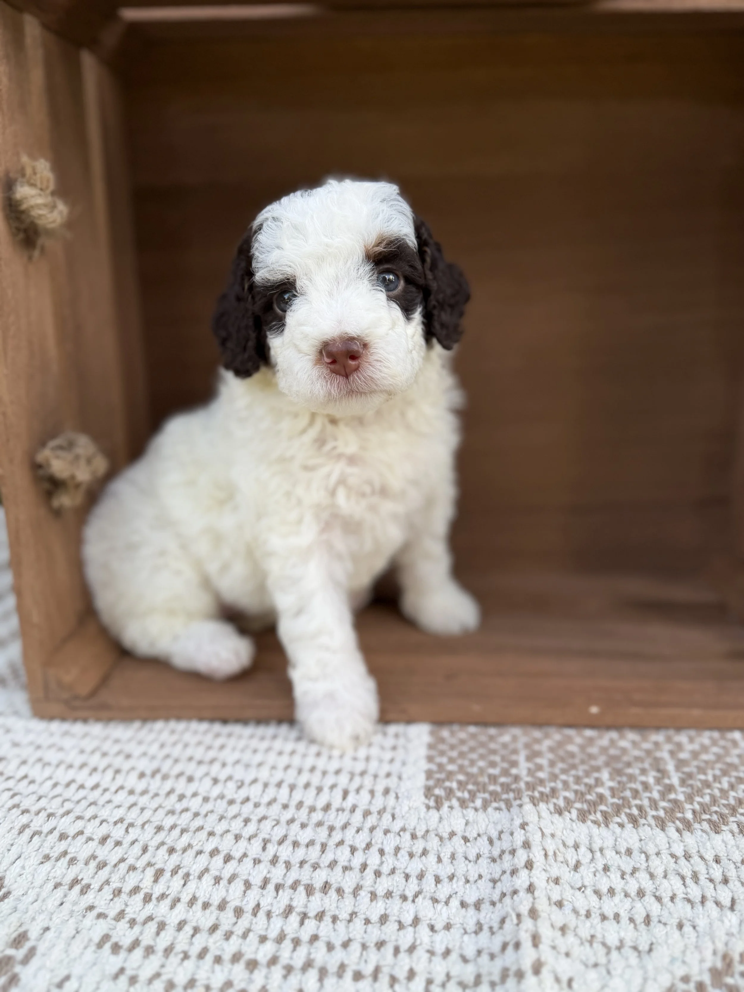 Emma Female Mini Bernedoodles from Sammy and Fitz $3000