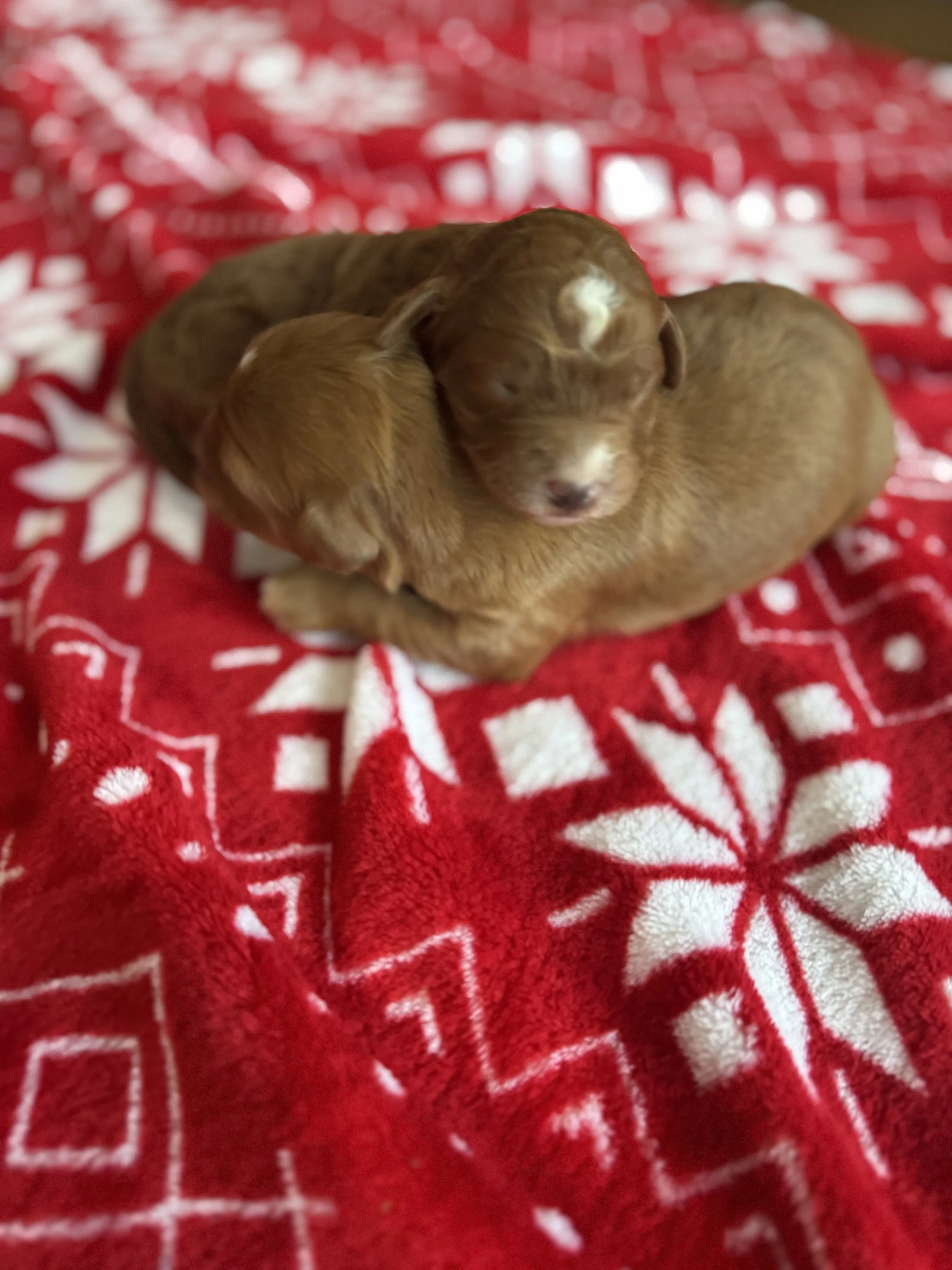 Mini Golden Doodles Ready for Christmas