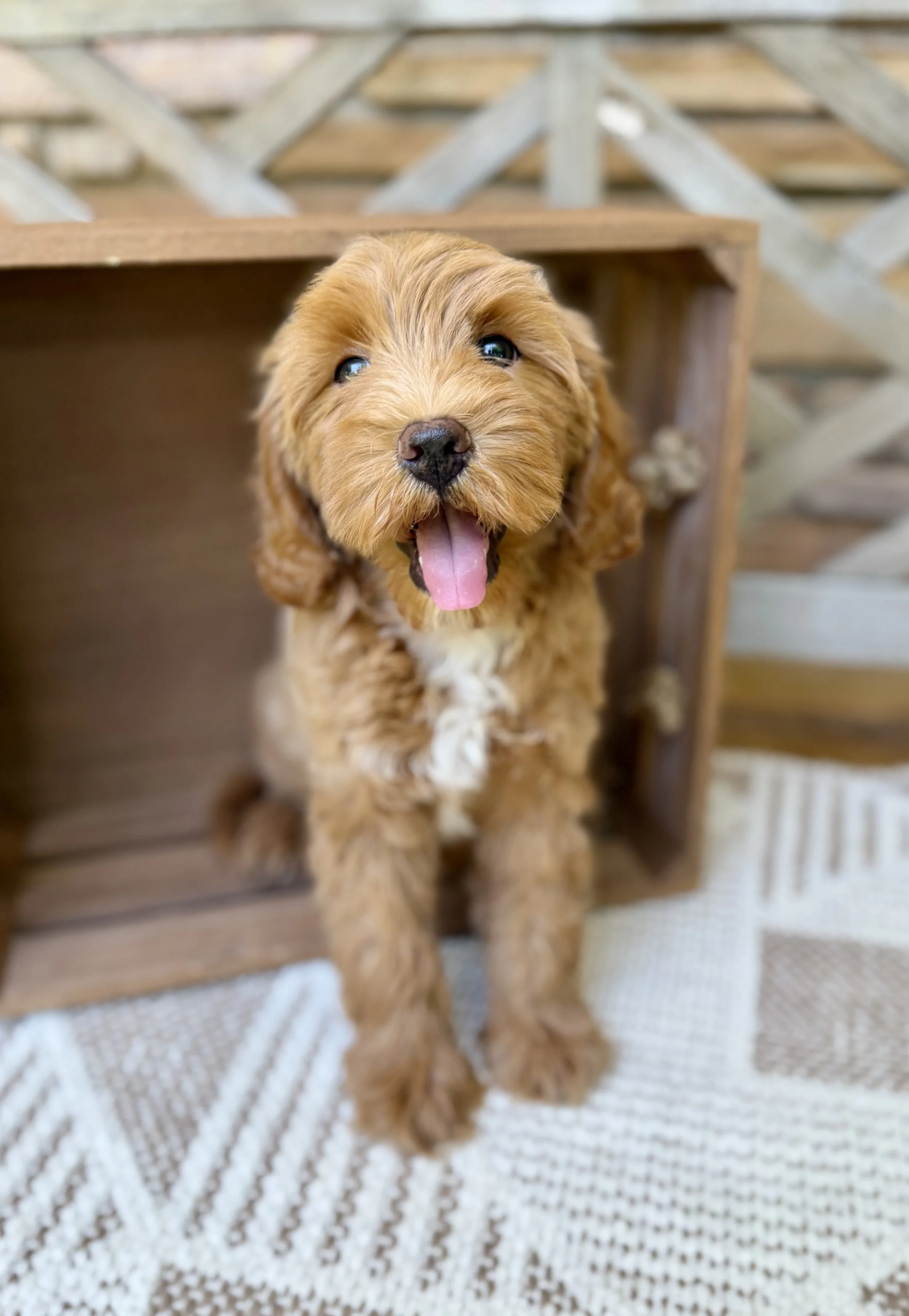 Coach  Male Cavapoo from Claire and Hondo $3000