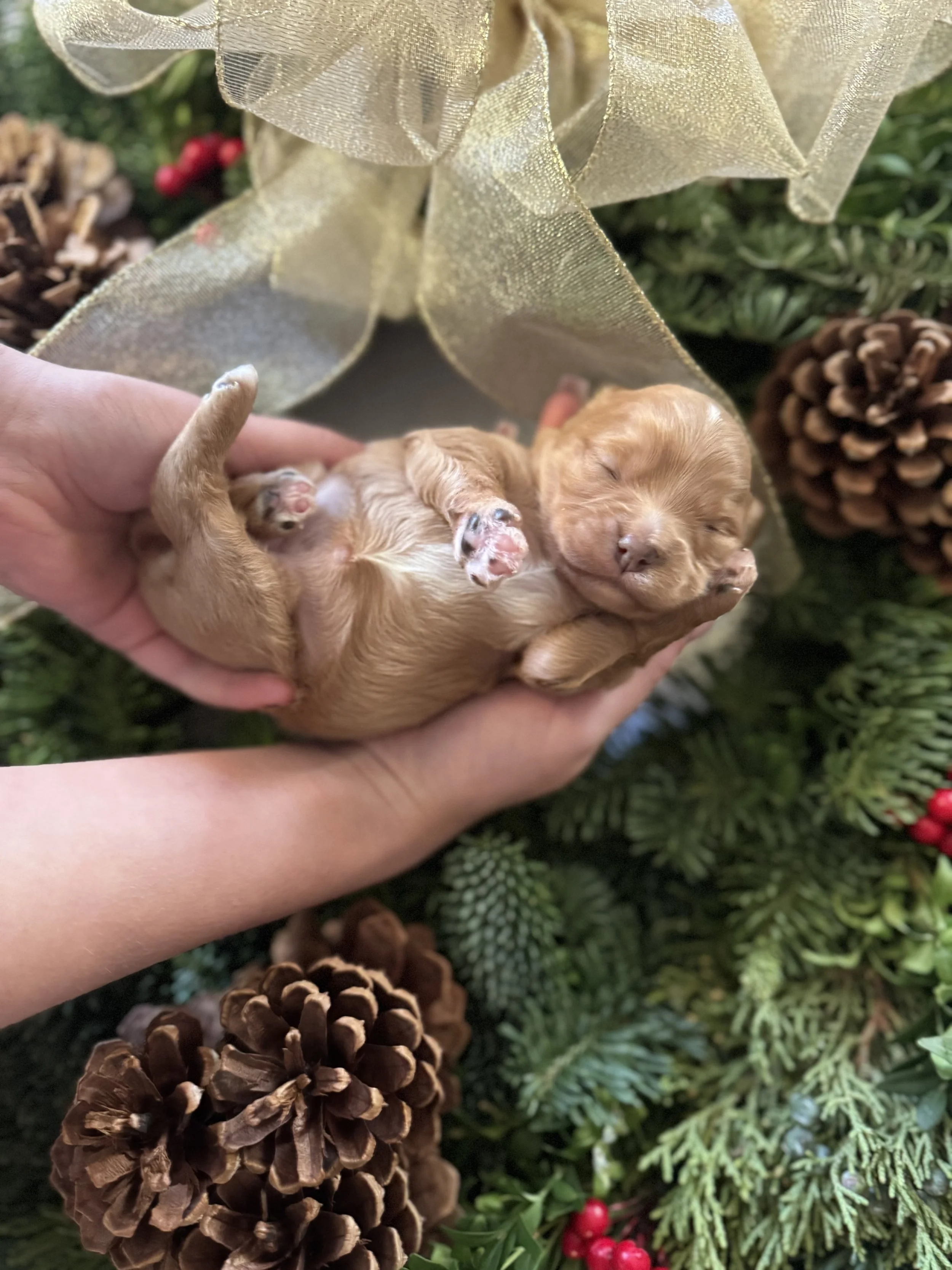 IMG_5237.jpeg (Copy) (Copy)