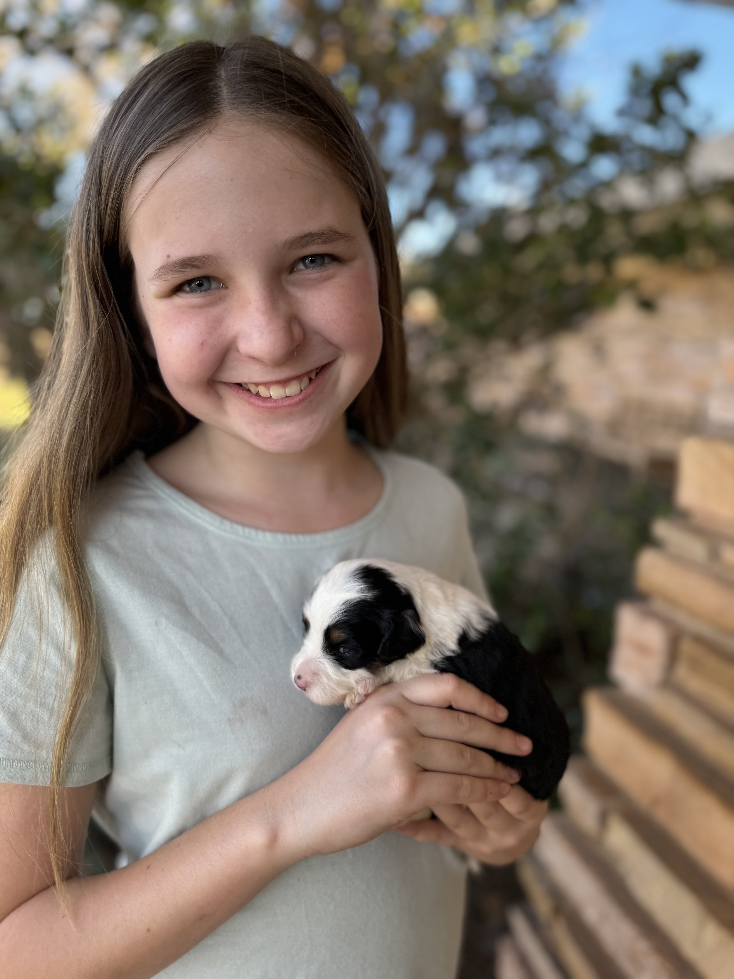 Mini Australian Bernedoodles Lawrenson Doodles A Top Doodle Breeder