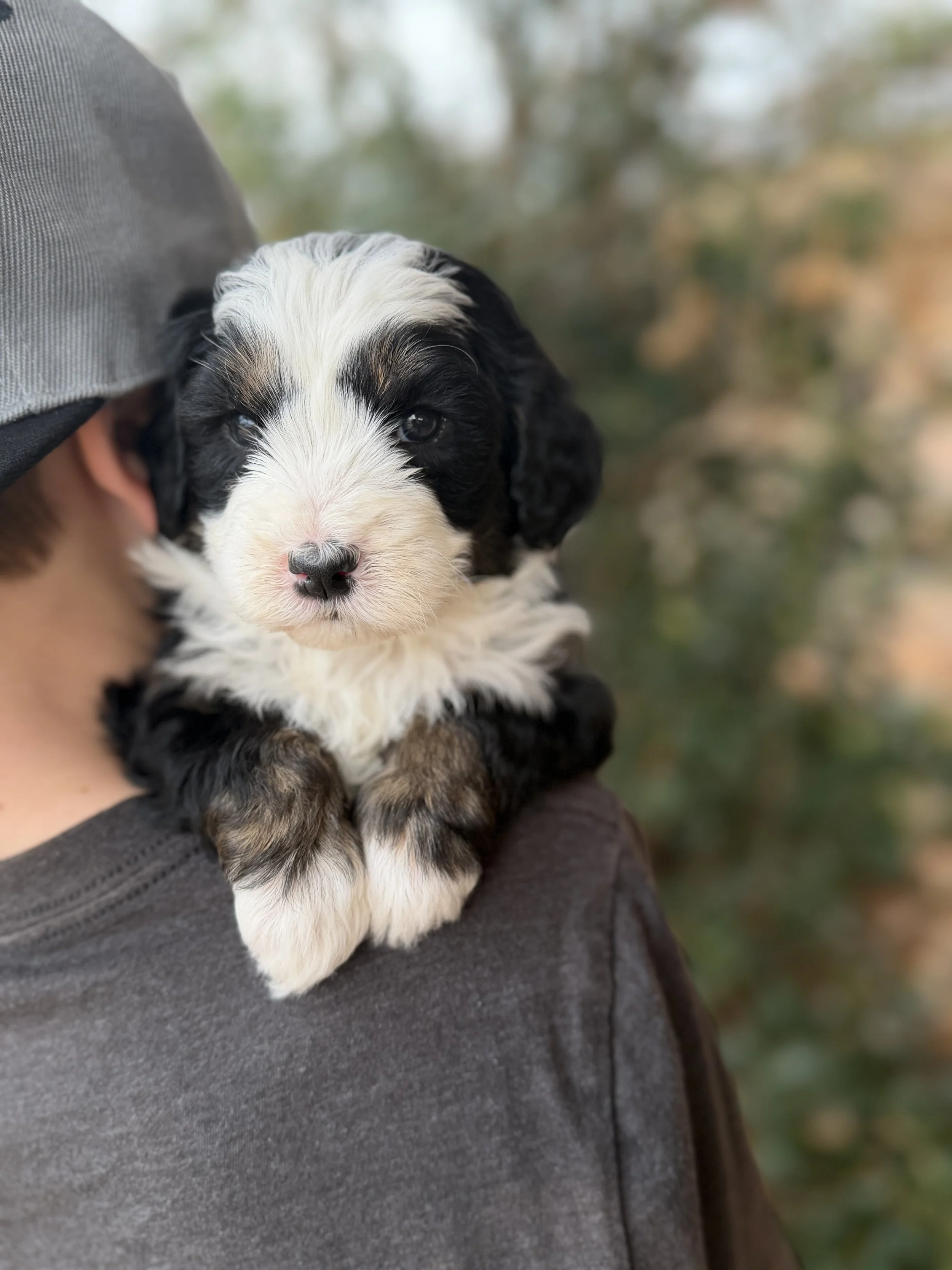 Stormy Male Mini Australian Bernedoodle $3500