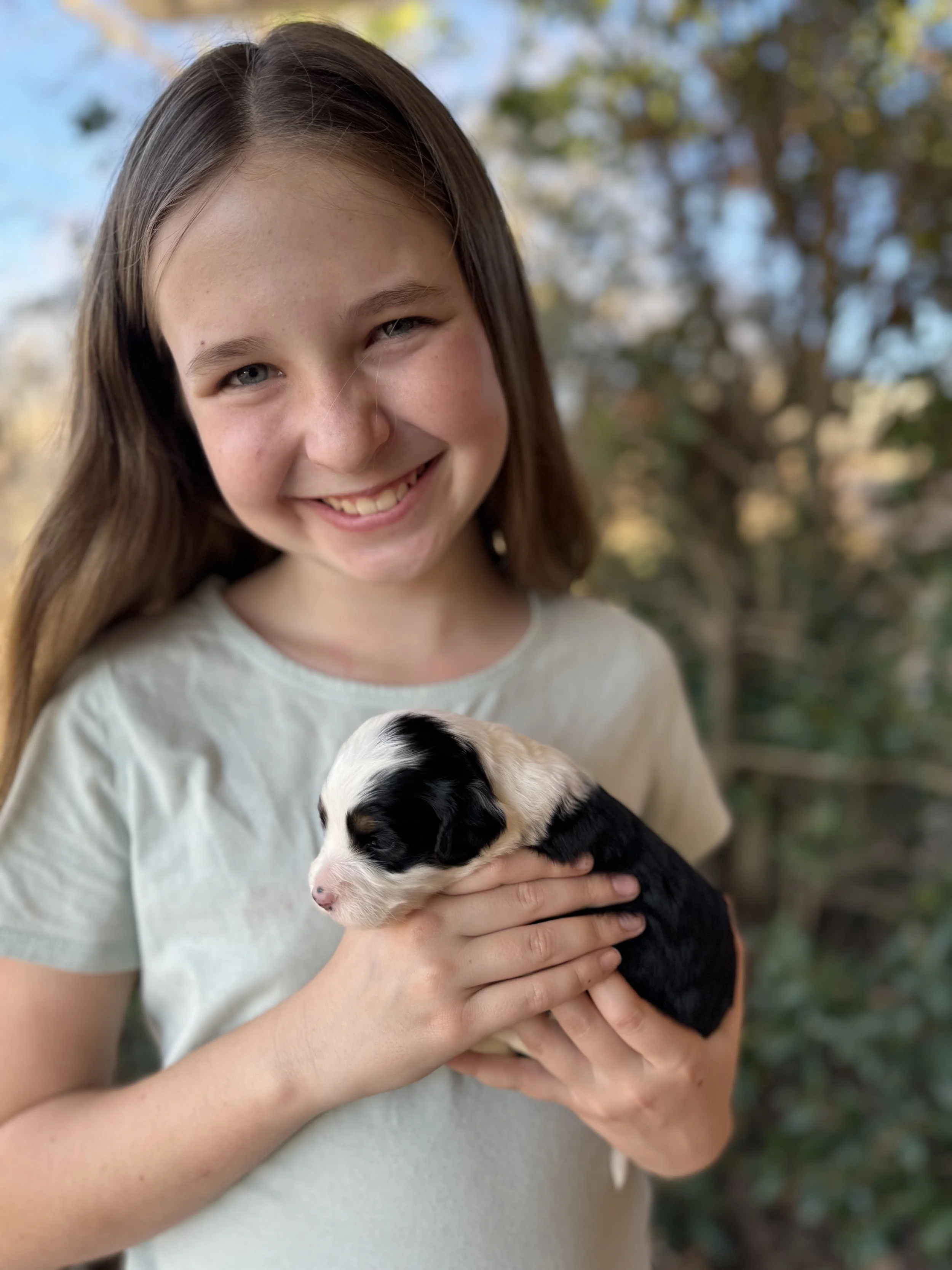 Mini Australian Bernedoodles Lawrenson Doodles A Top Doodle Breeder