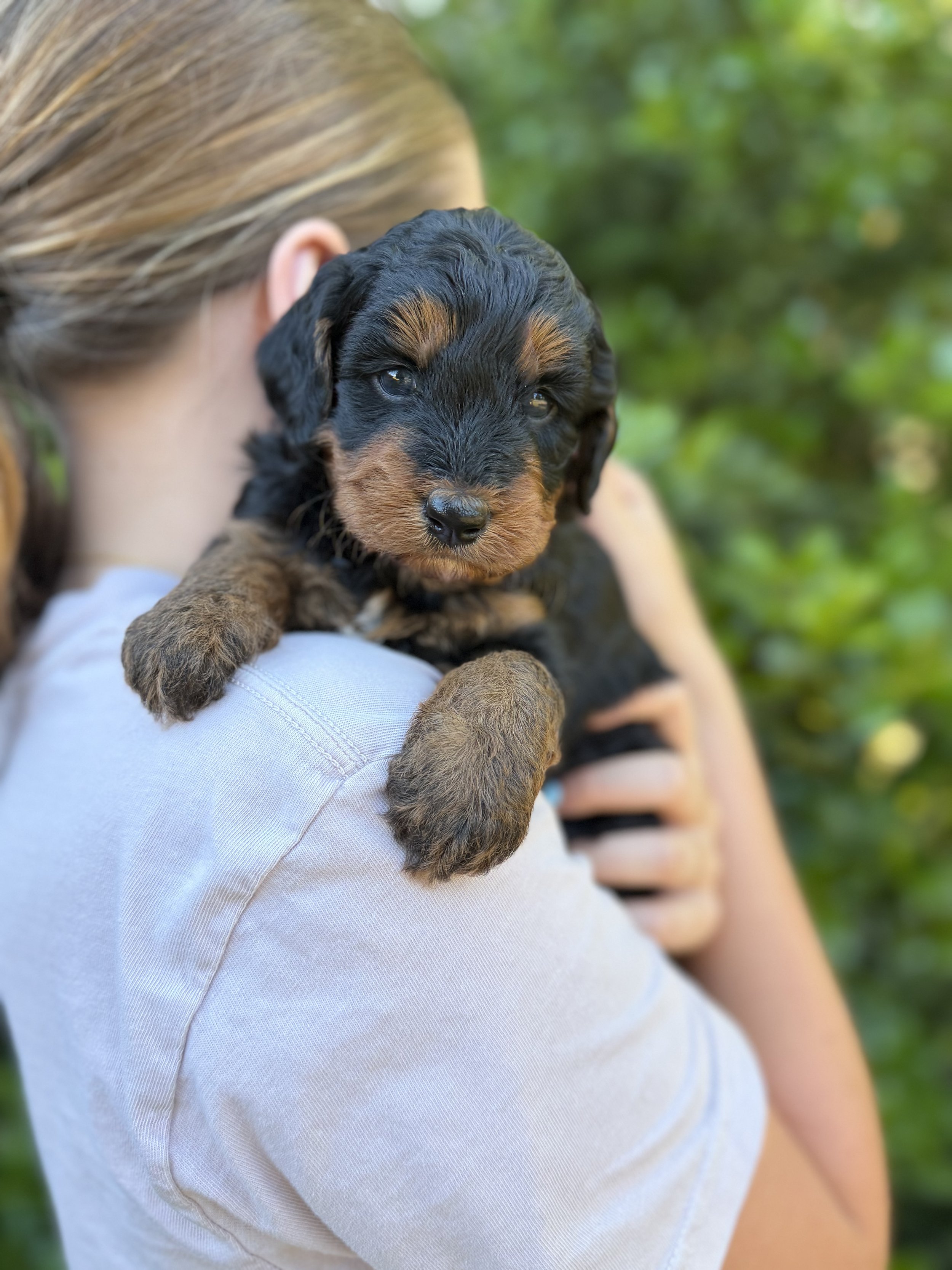 Rex Male Micro/Mini Bernedoodle from Penny and Tucker $3500