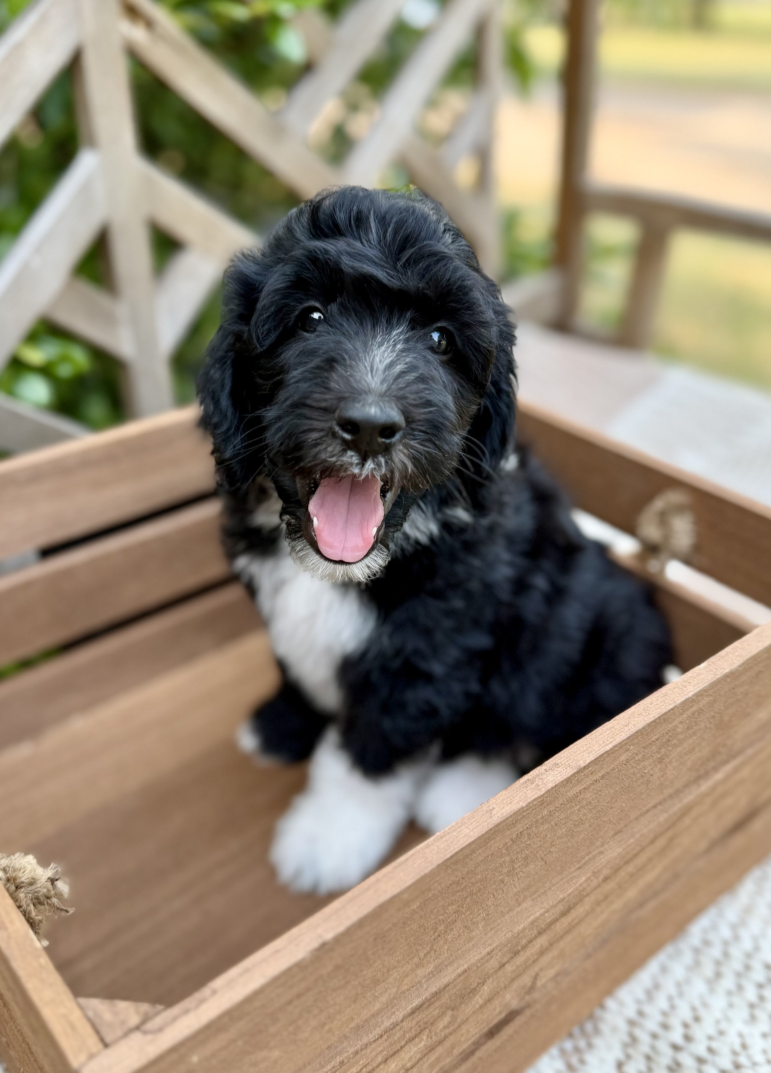 Fozzie Male Mini Bernedoodle from Gracie and King Arthur $2500