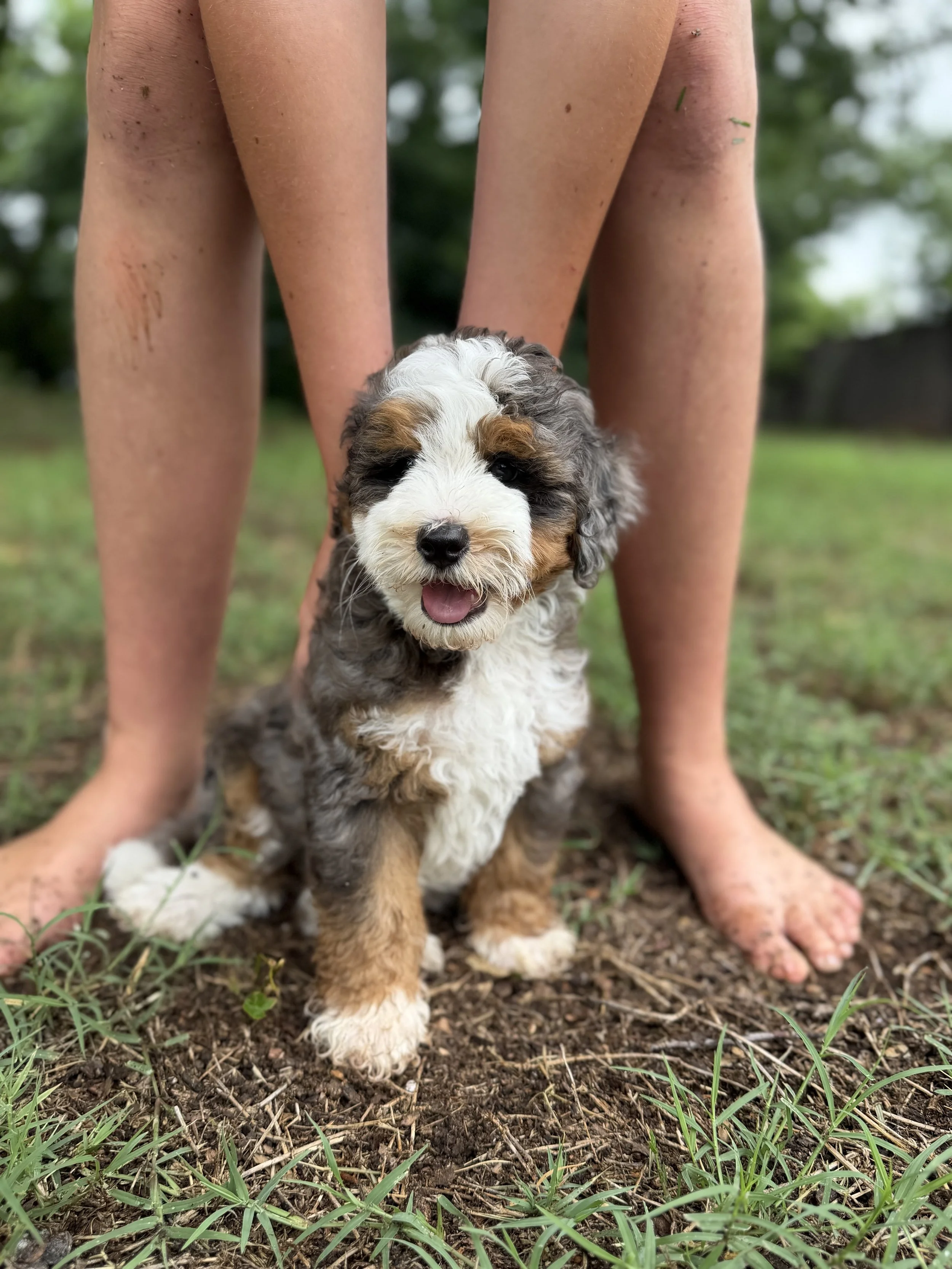 Dex Male Micro/Mini Bernedoodle from Penny and Tucker $4250