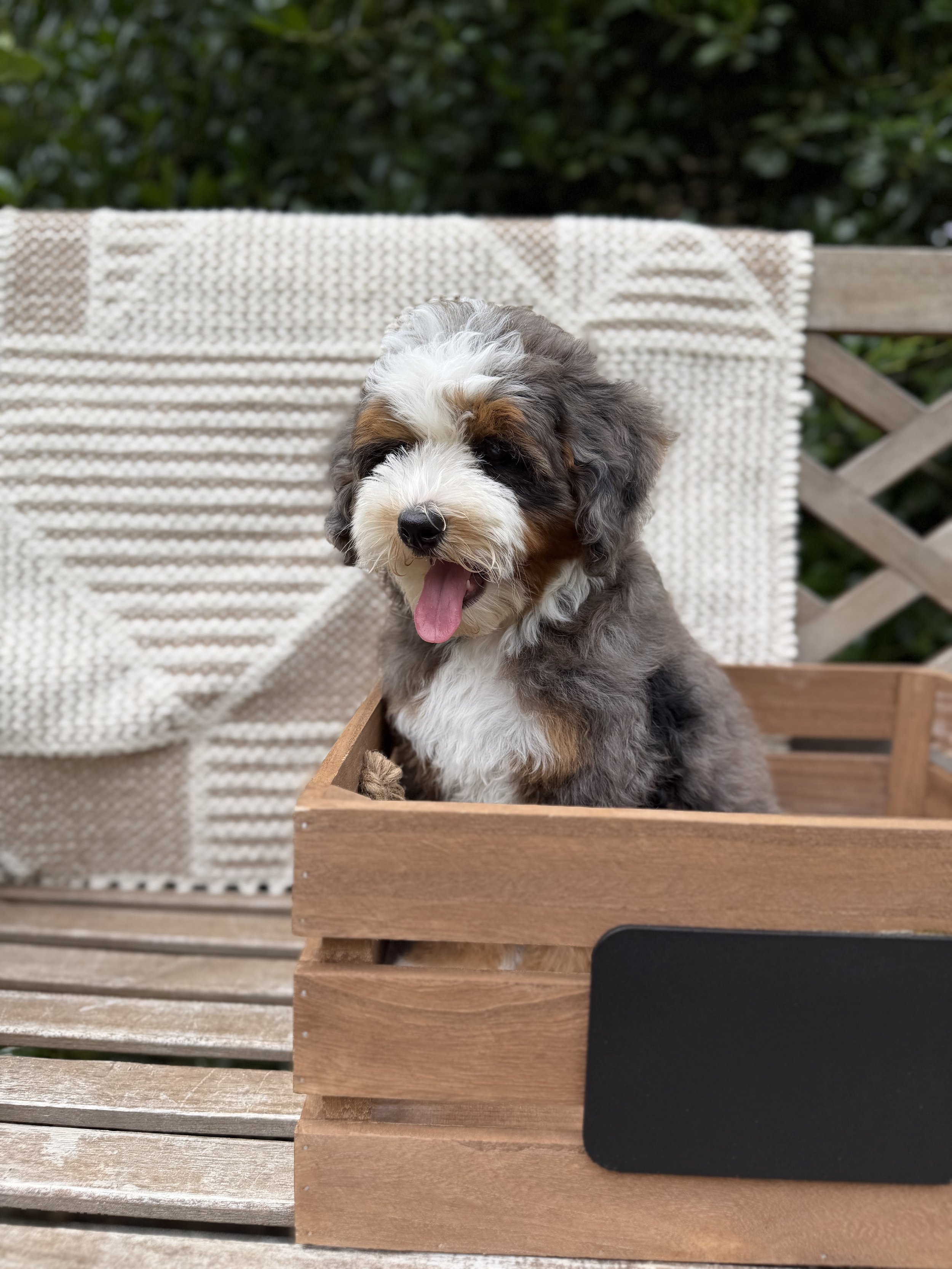 Dex Male Micro/Mini Bernedoodle from Penny and Tucker $4250
