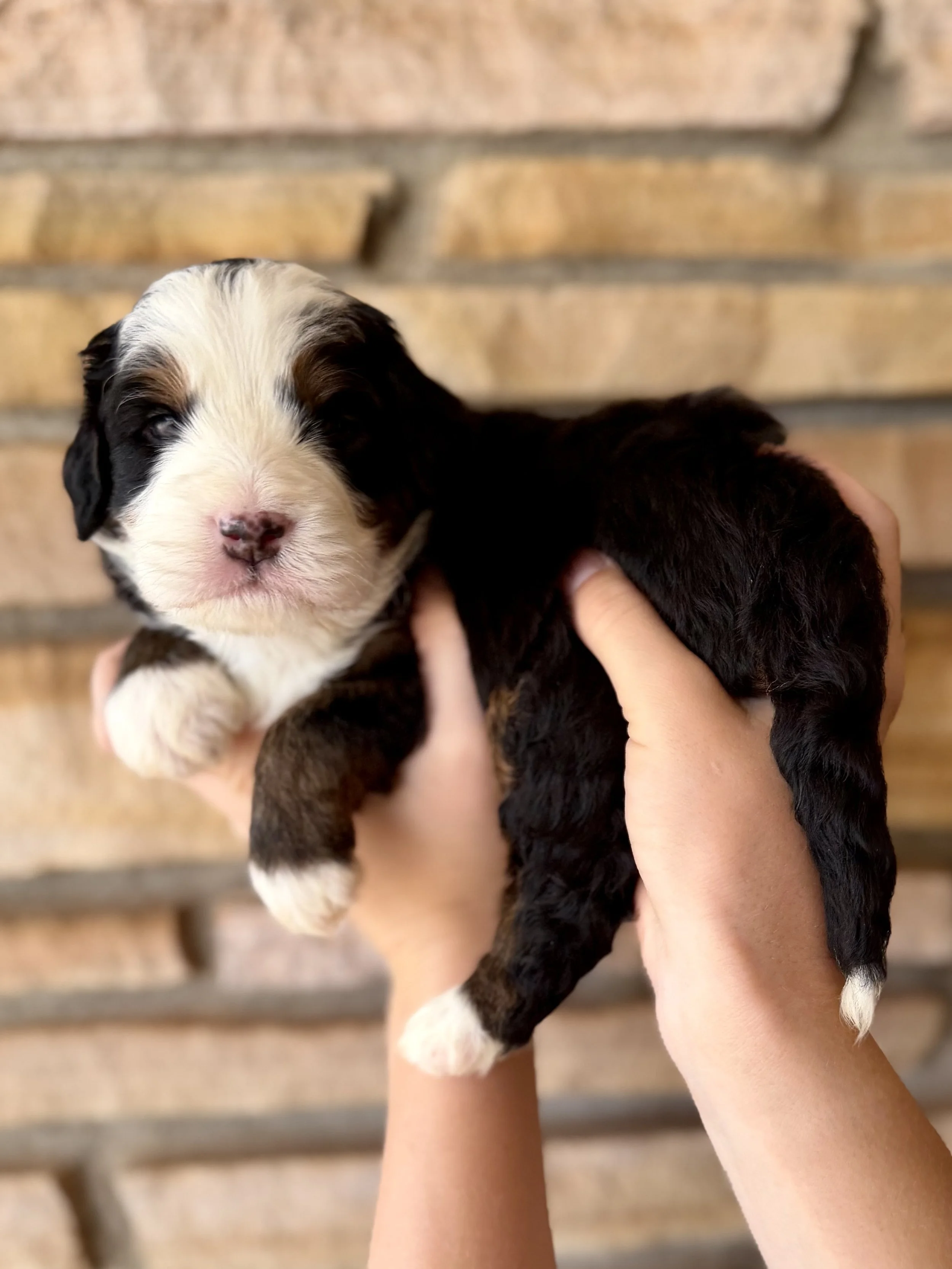 Leonardo Male Multigenerational Mini Bernedoodle from Josie and Tucker $3750