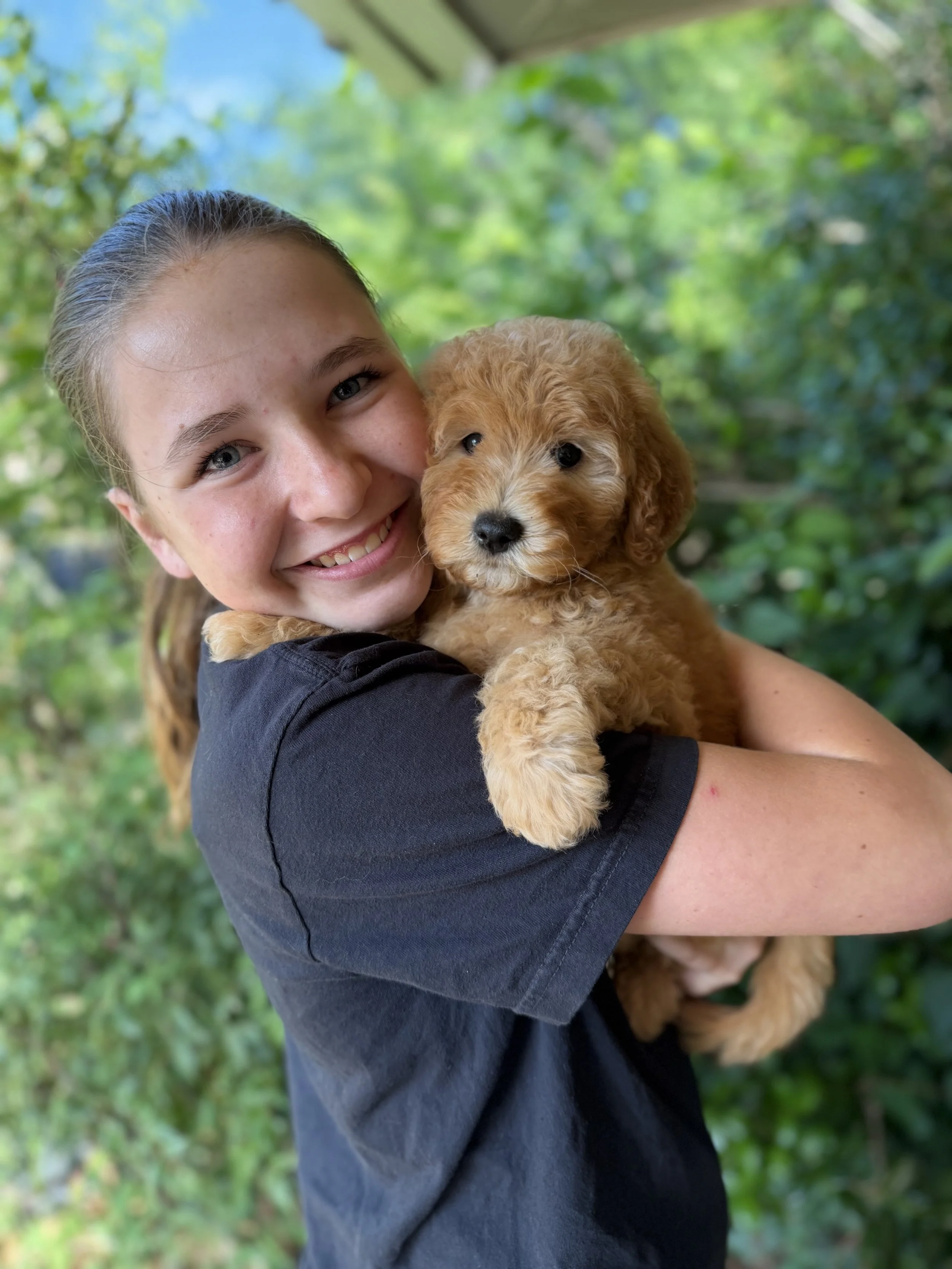 Marigold Female Mini Goldendoodles $2750