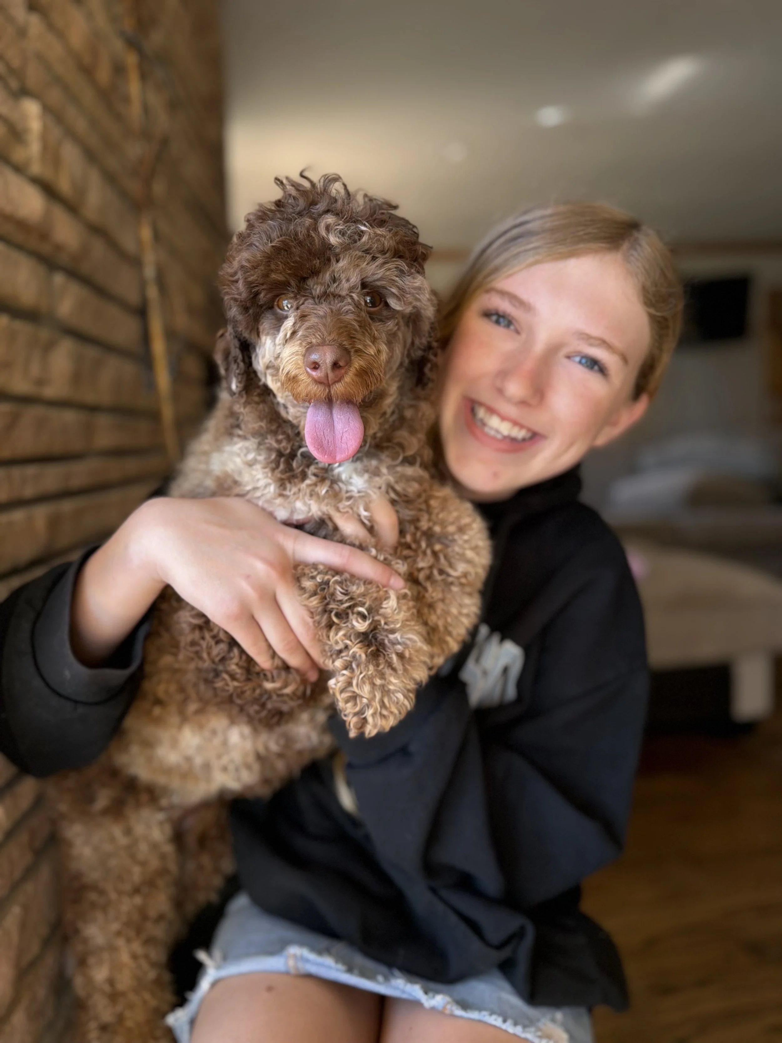 Honey Free Guardian Opportunity Female Bernedoodle