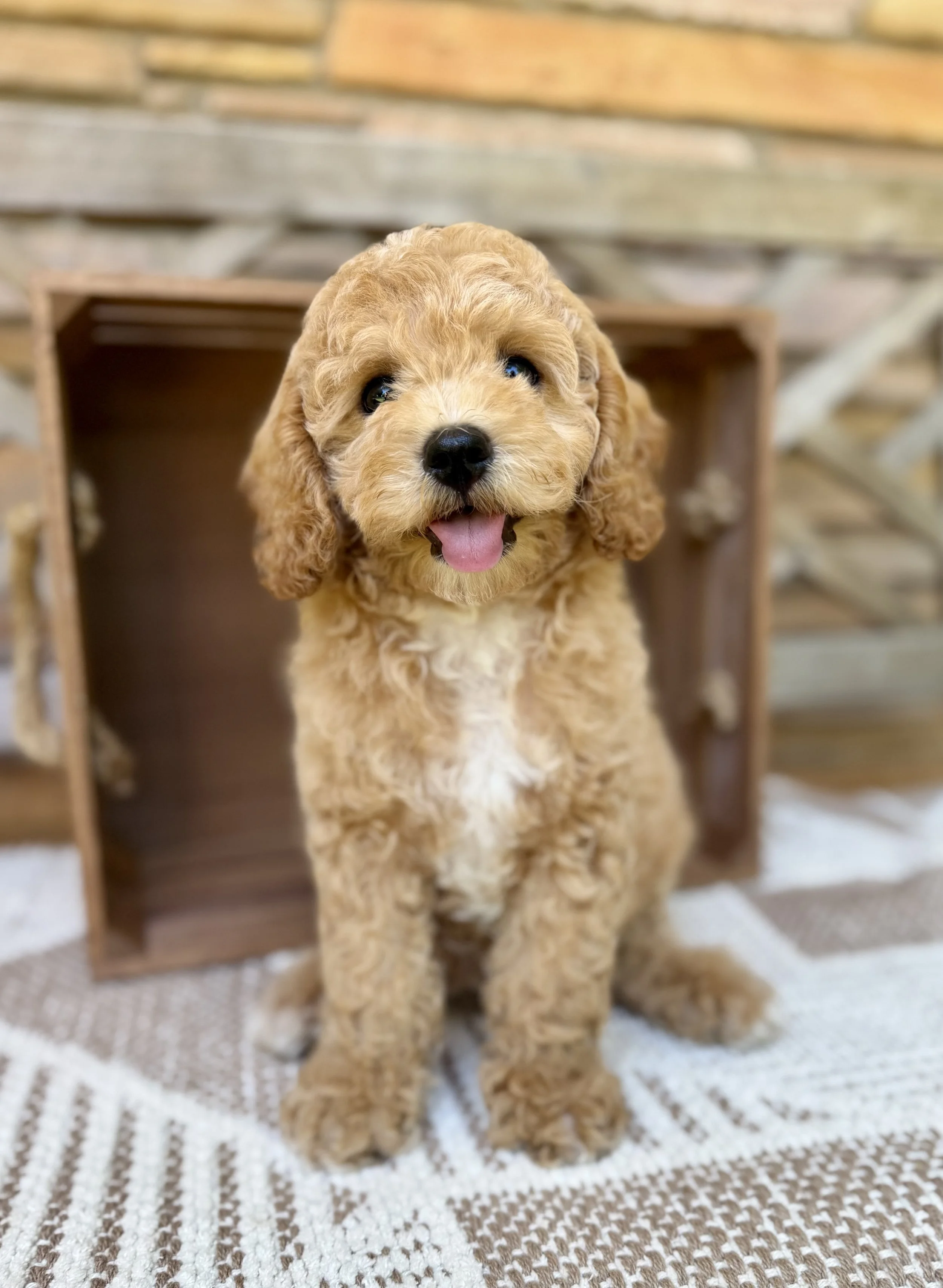 Schmidt  Male Cavapoo from Claire and Hondo $3000