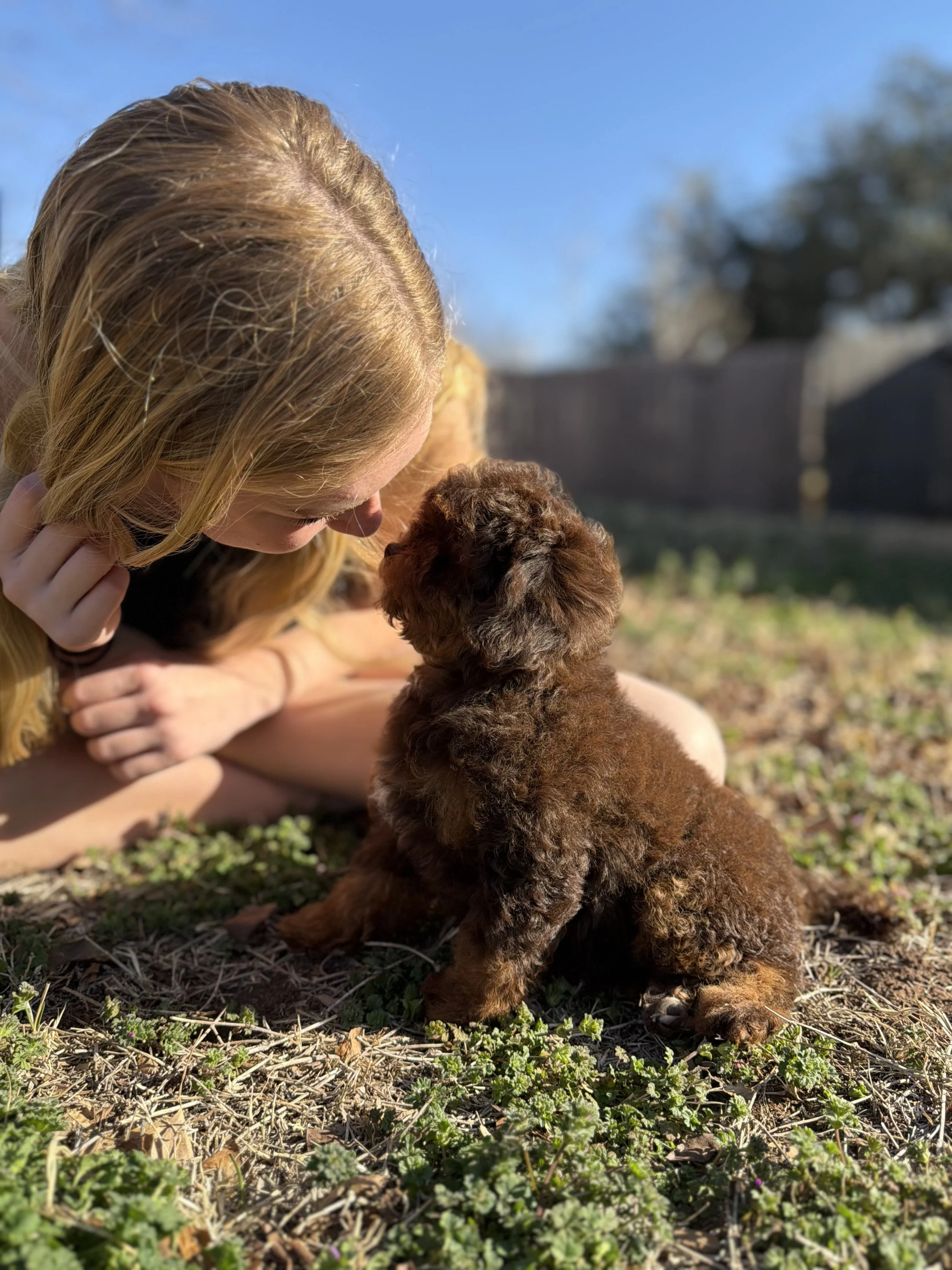 Hersery's Female Micro/Mini Bernedoodle $3750