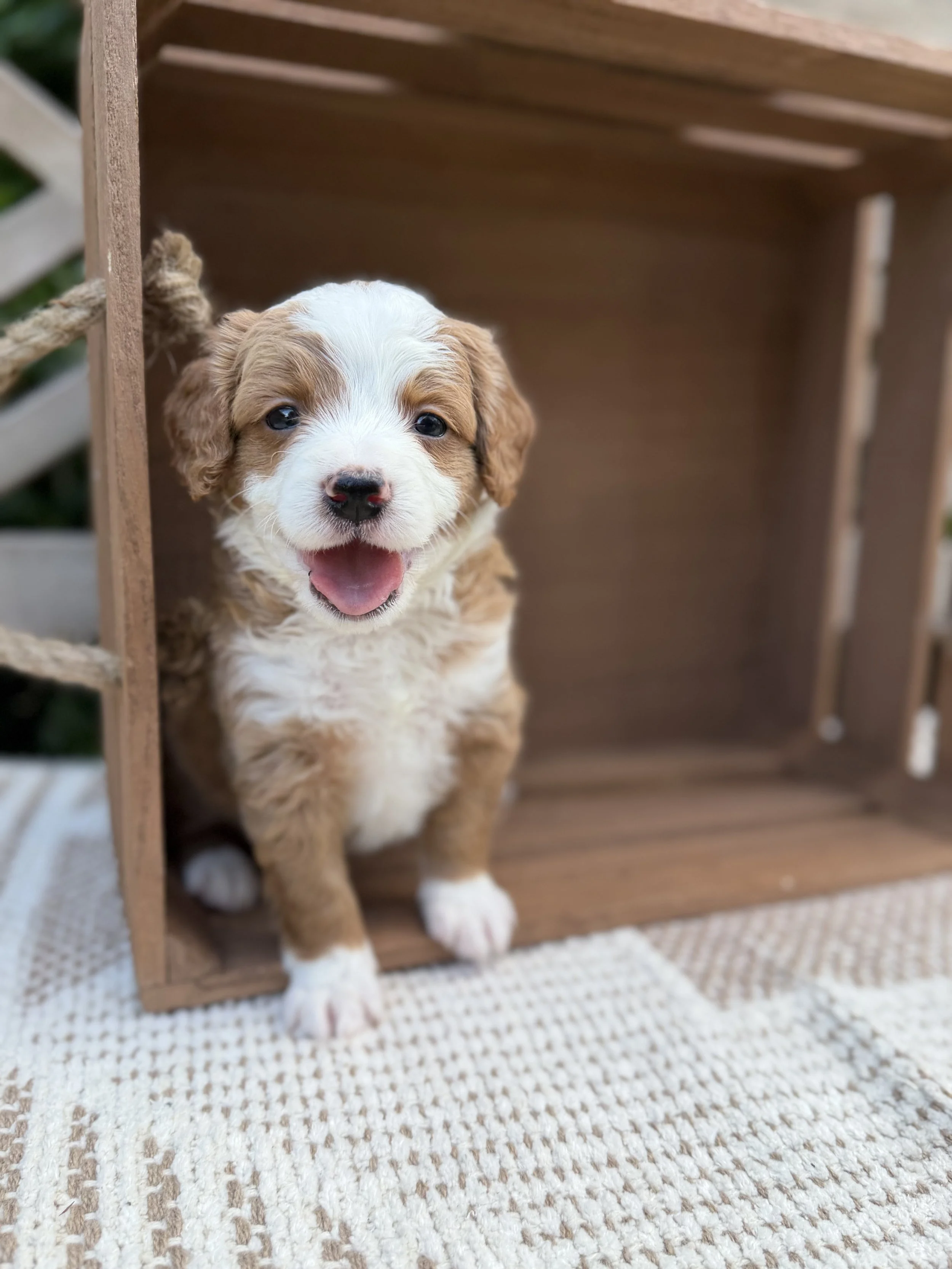 Rachel Female Mini Bernedoodles from Sammy and Fitz $3750