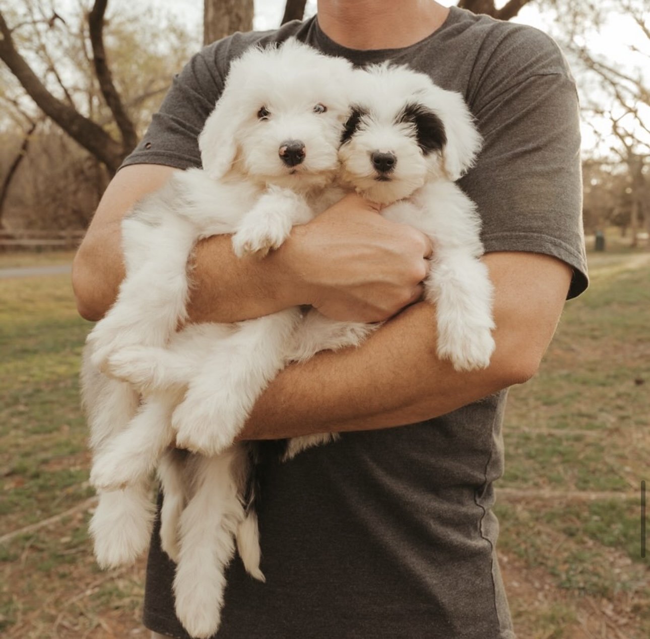 Birch (available) and Hazel (reserved)