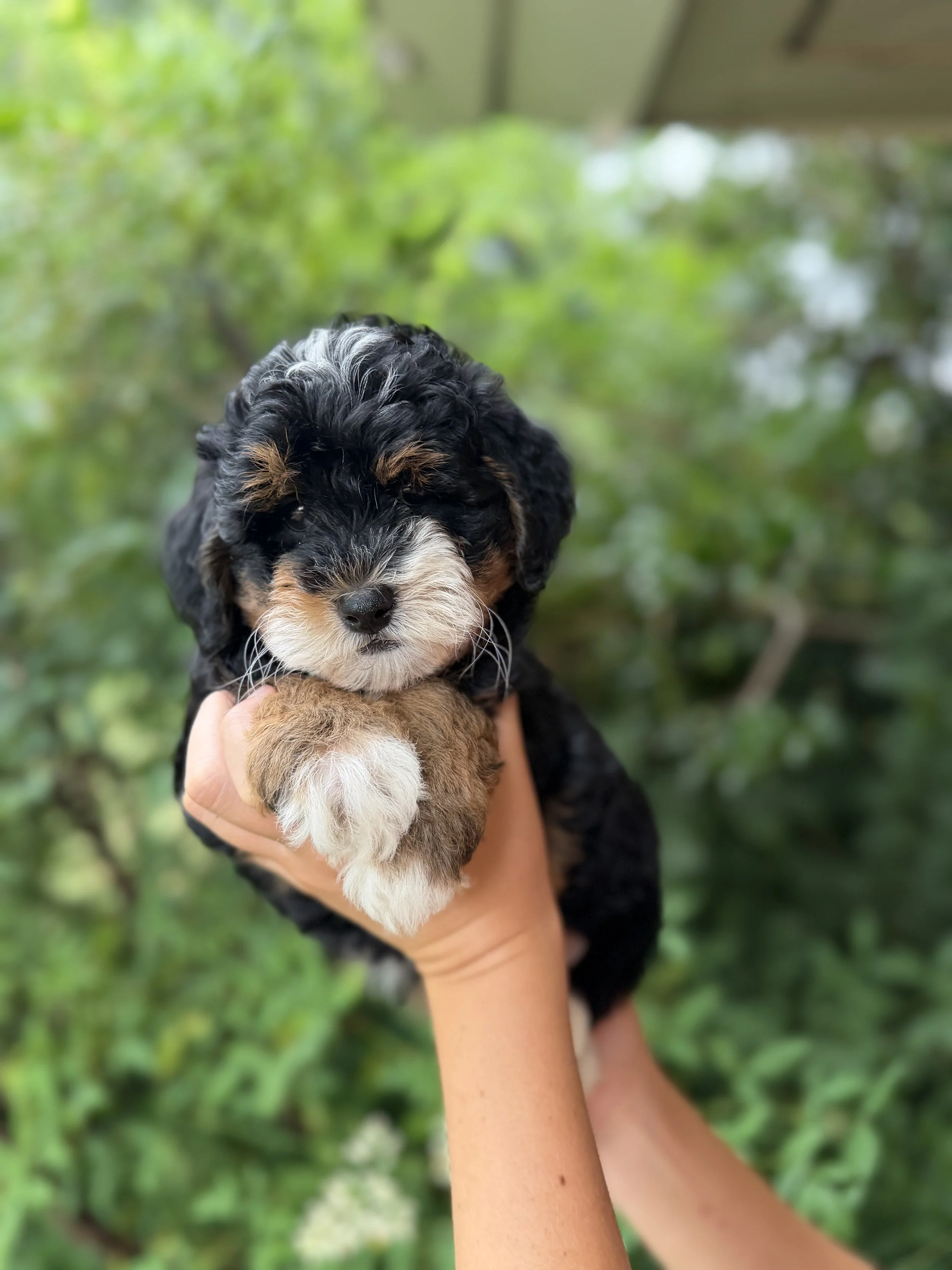 Lex Female Micro/Mini Bernedoodle from Penny and Tucker $3750
