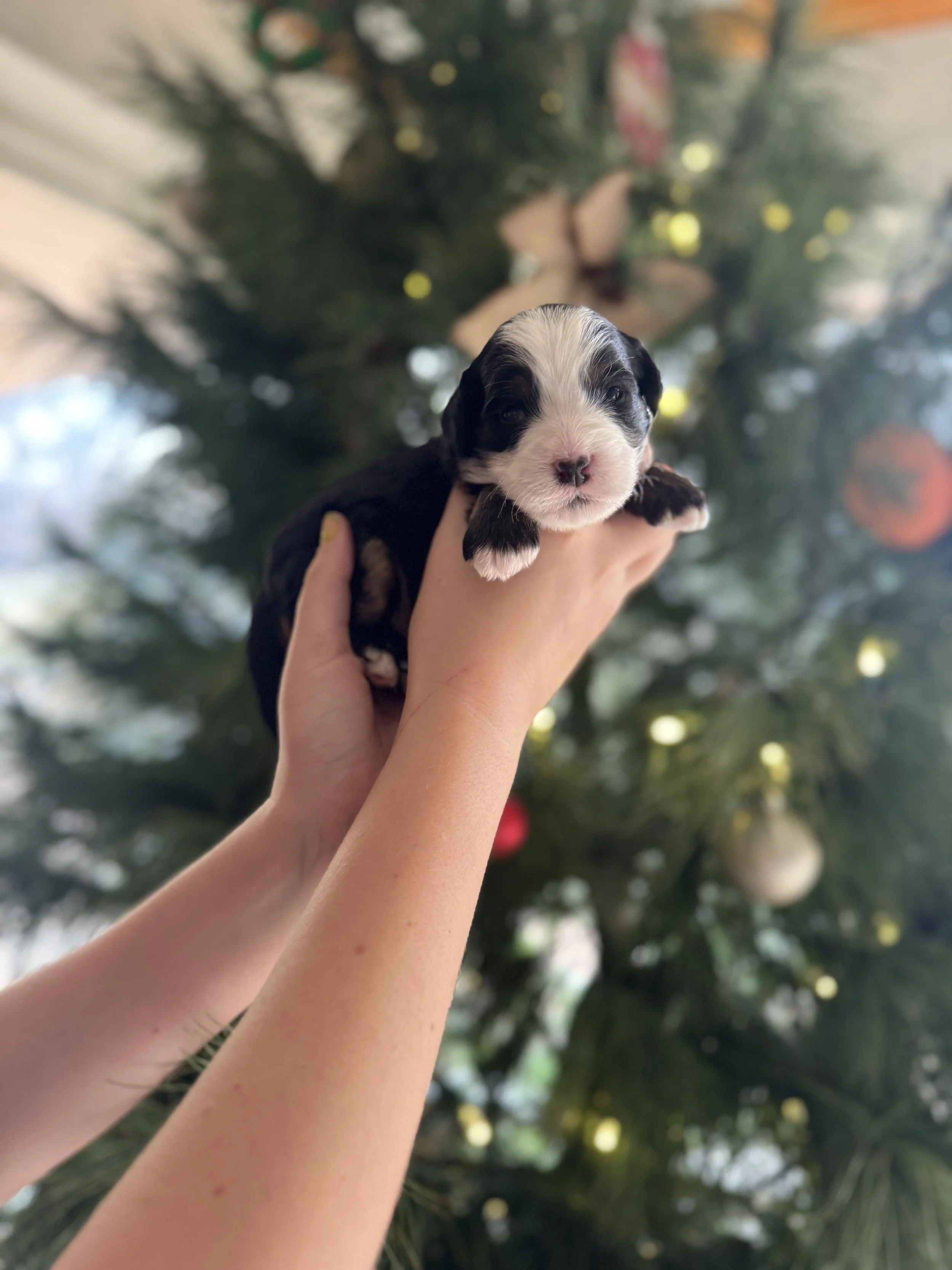 Cupid Male Mini Bernedoodle $3750