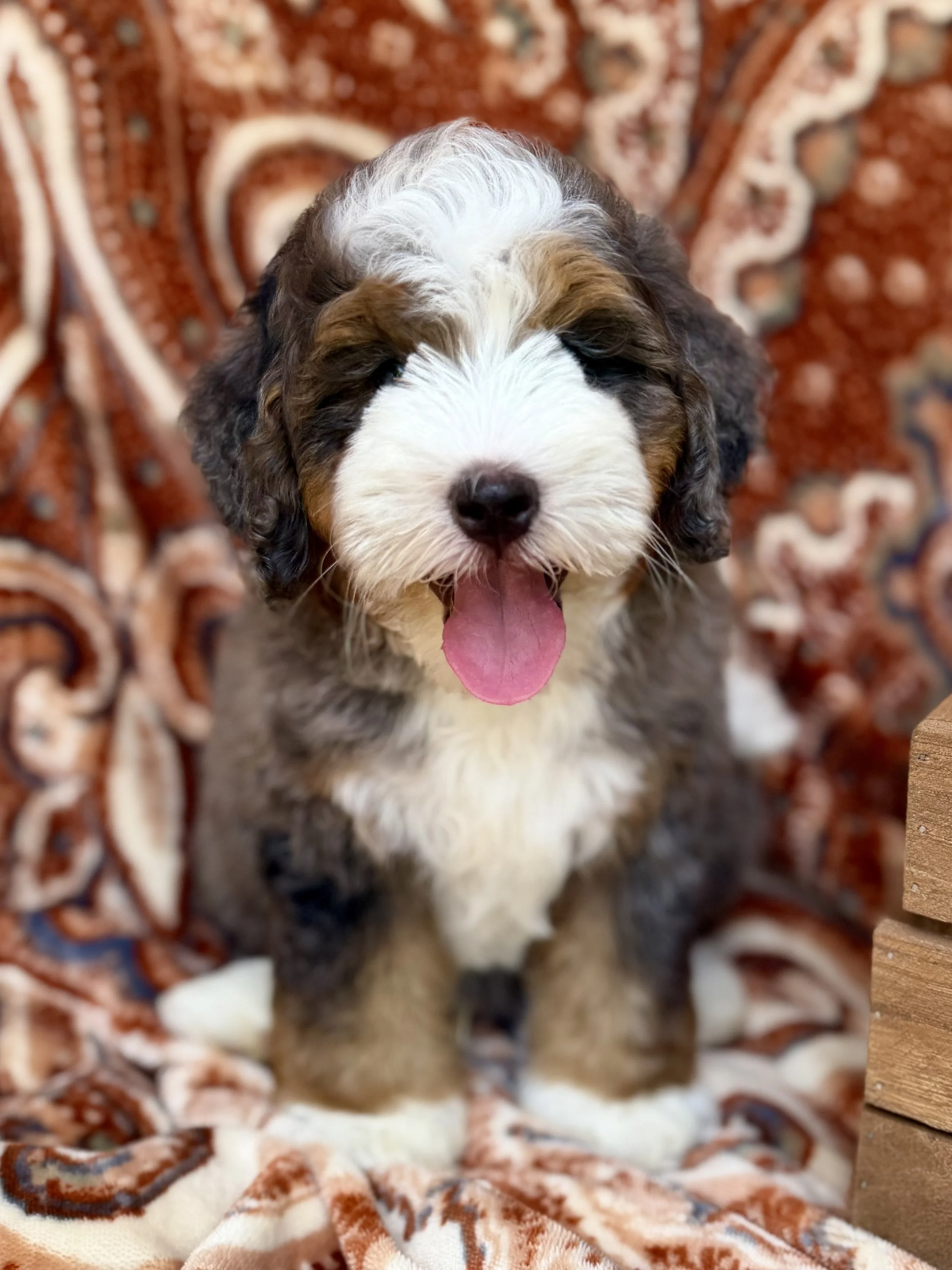 Michelangelo Male Multigenerational Mini Bernedoodle from Josie and Tucker $4500