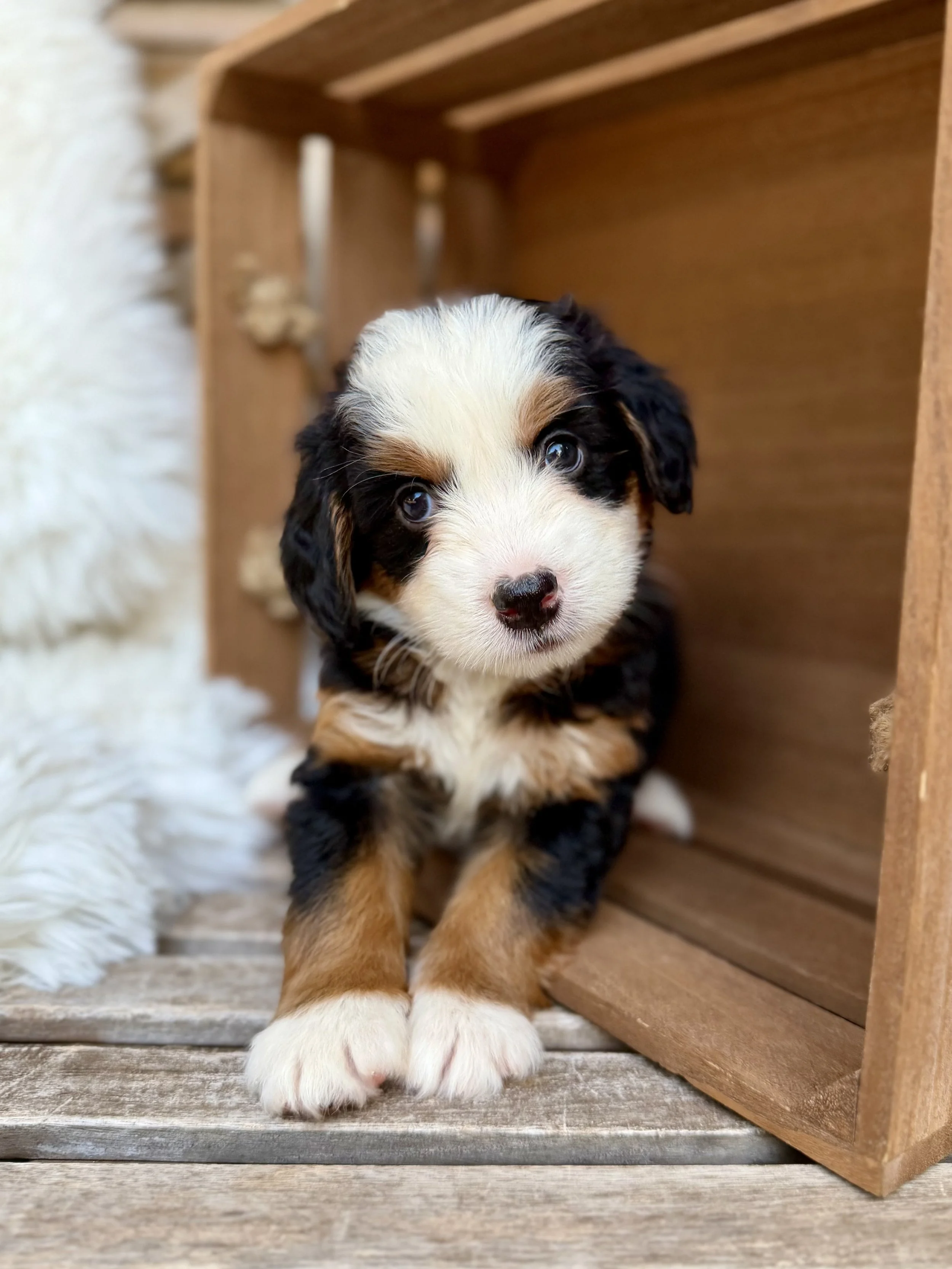 Daffodil Female Bernedoodle $3750
