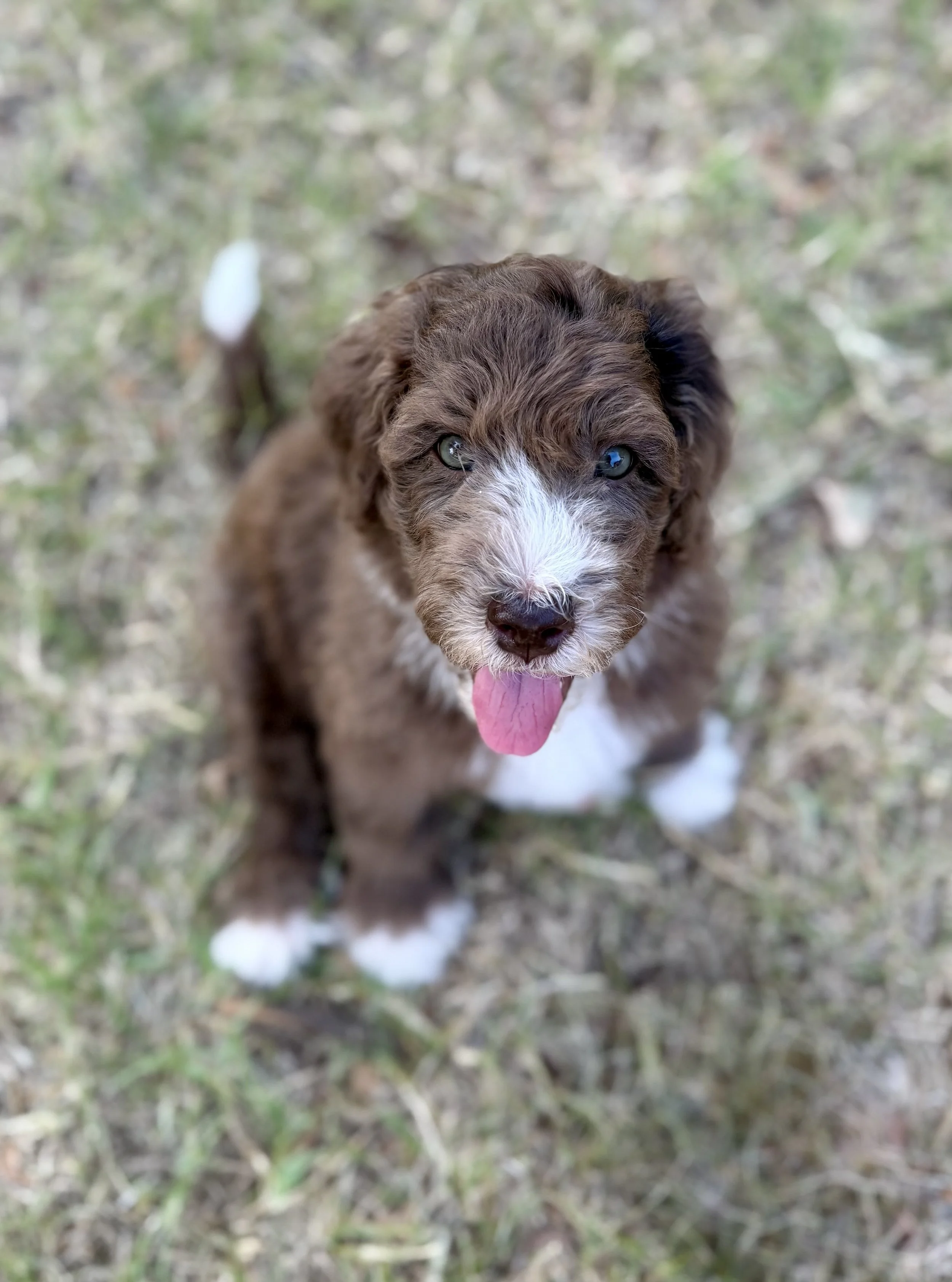 Goldie Female Mini Bernedoodle from Gracie and King Arthur $2500