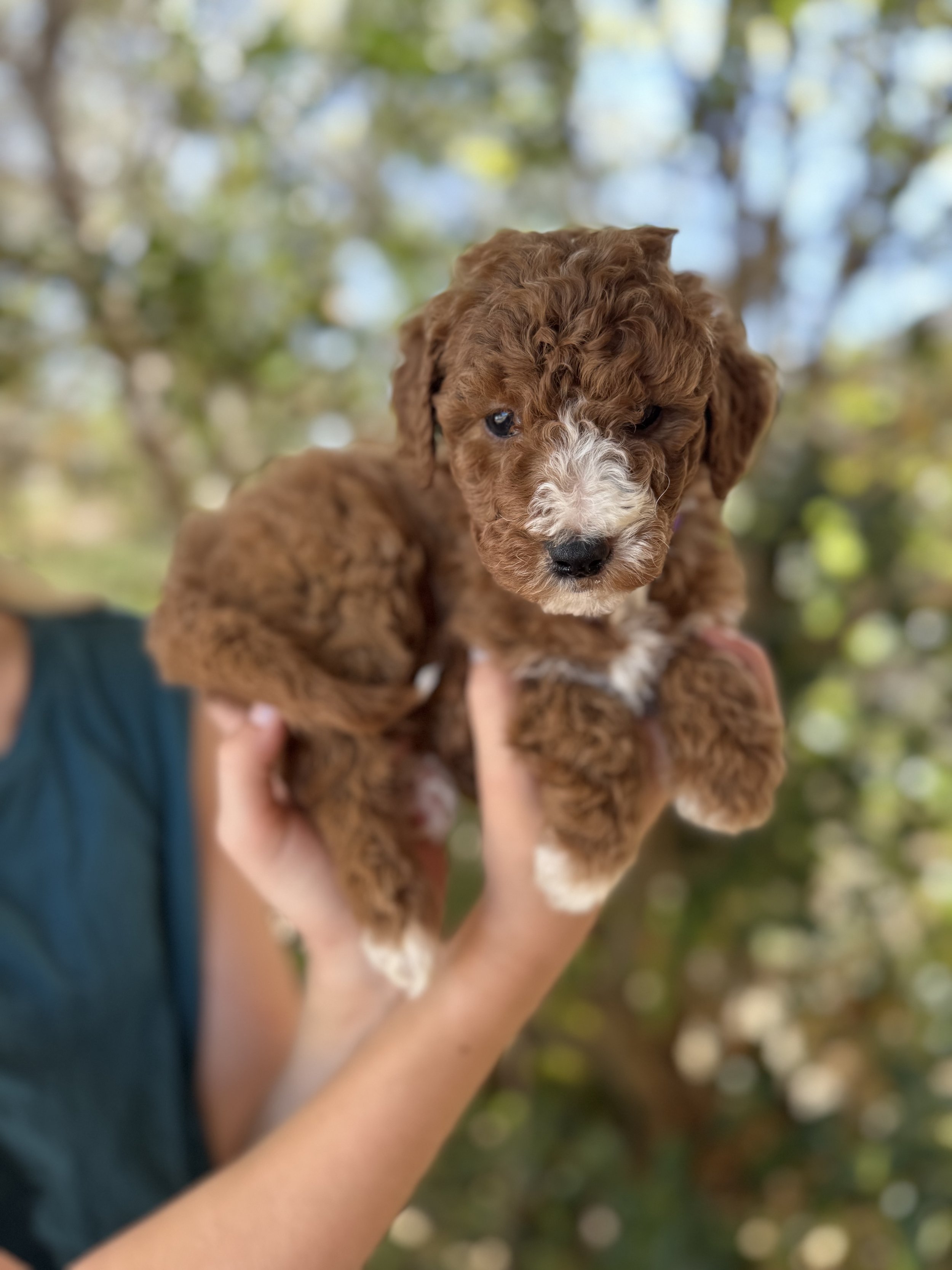 Queen Female Mini Goldendoodle $2750