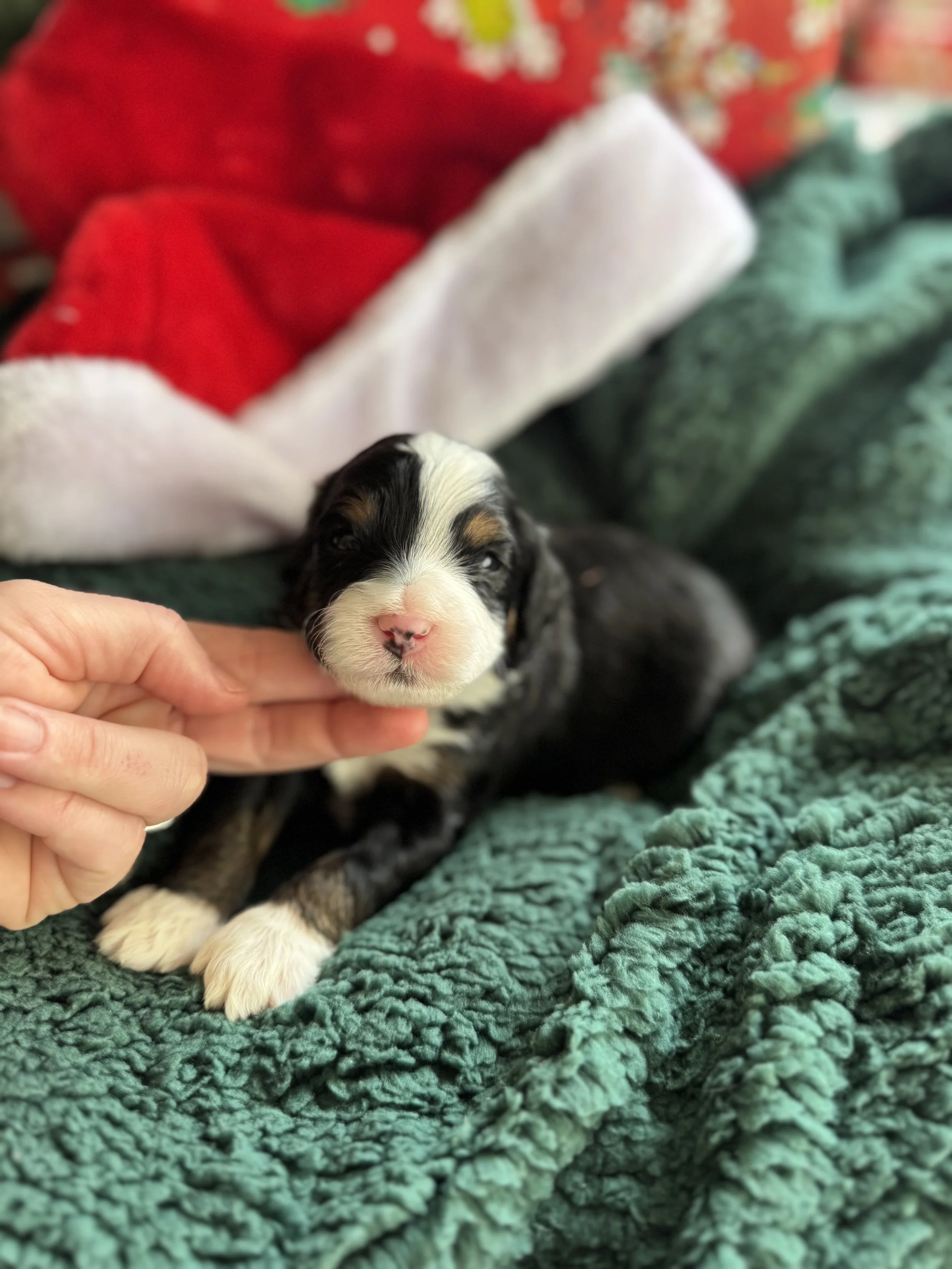 Doner Male Mini Bernedoodle $3750