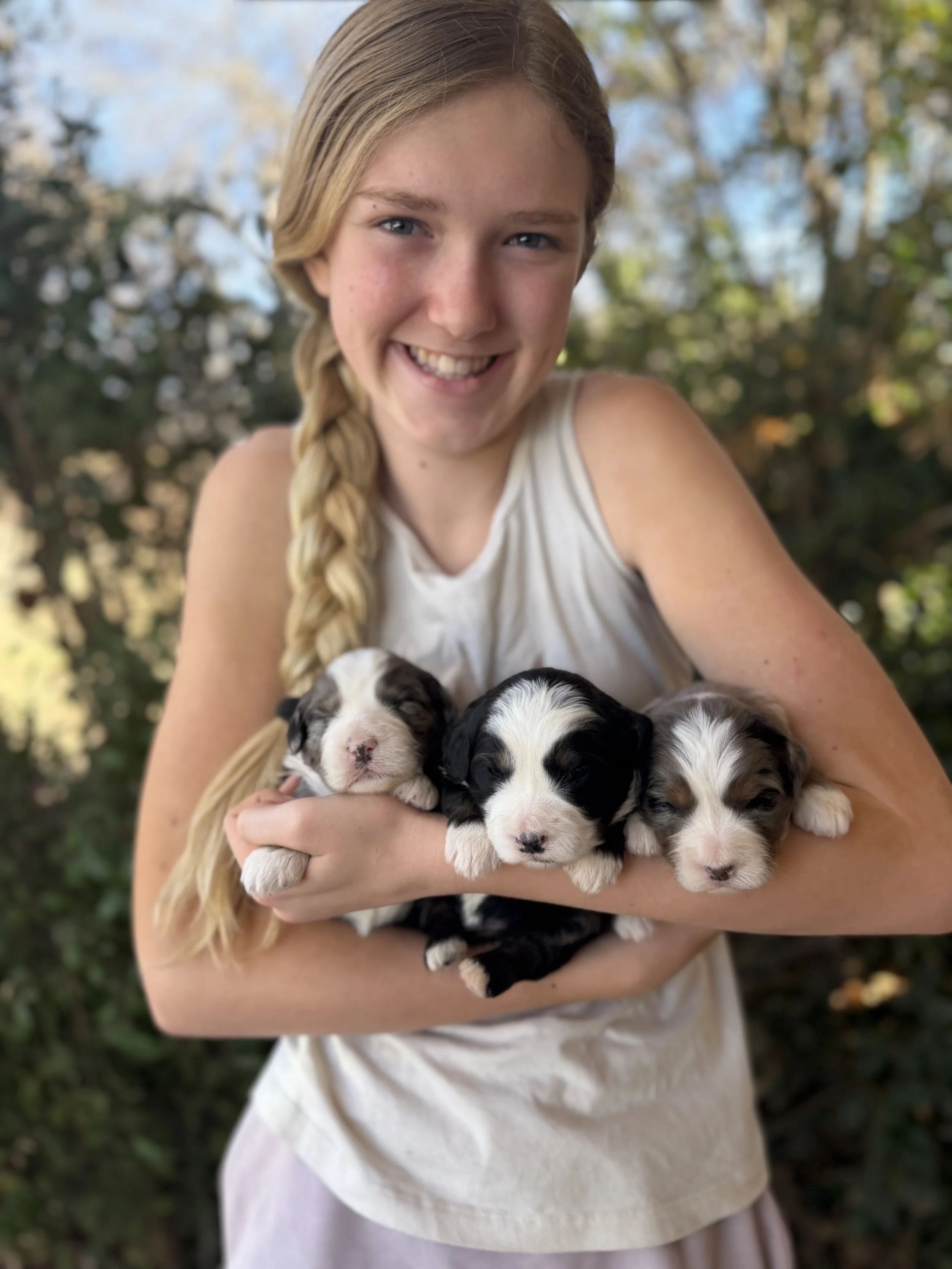 Waitlist for Australian Bernedoodles from Kirby and King Arthur!