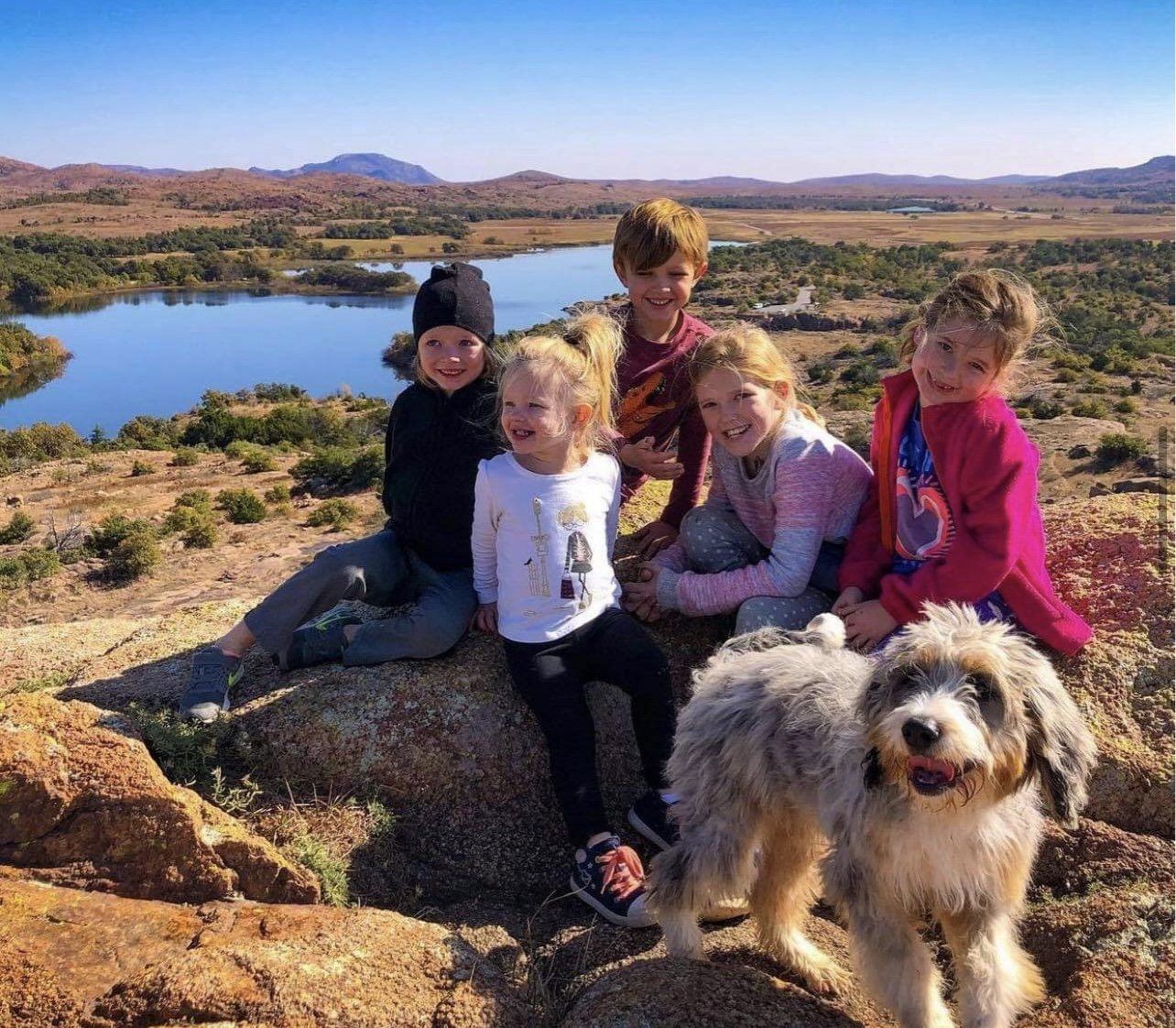 Mini Bernedoodle