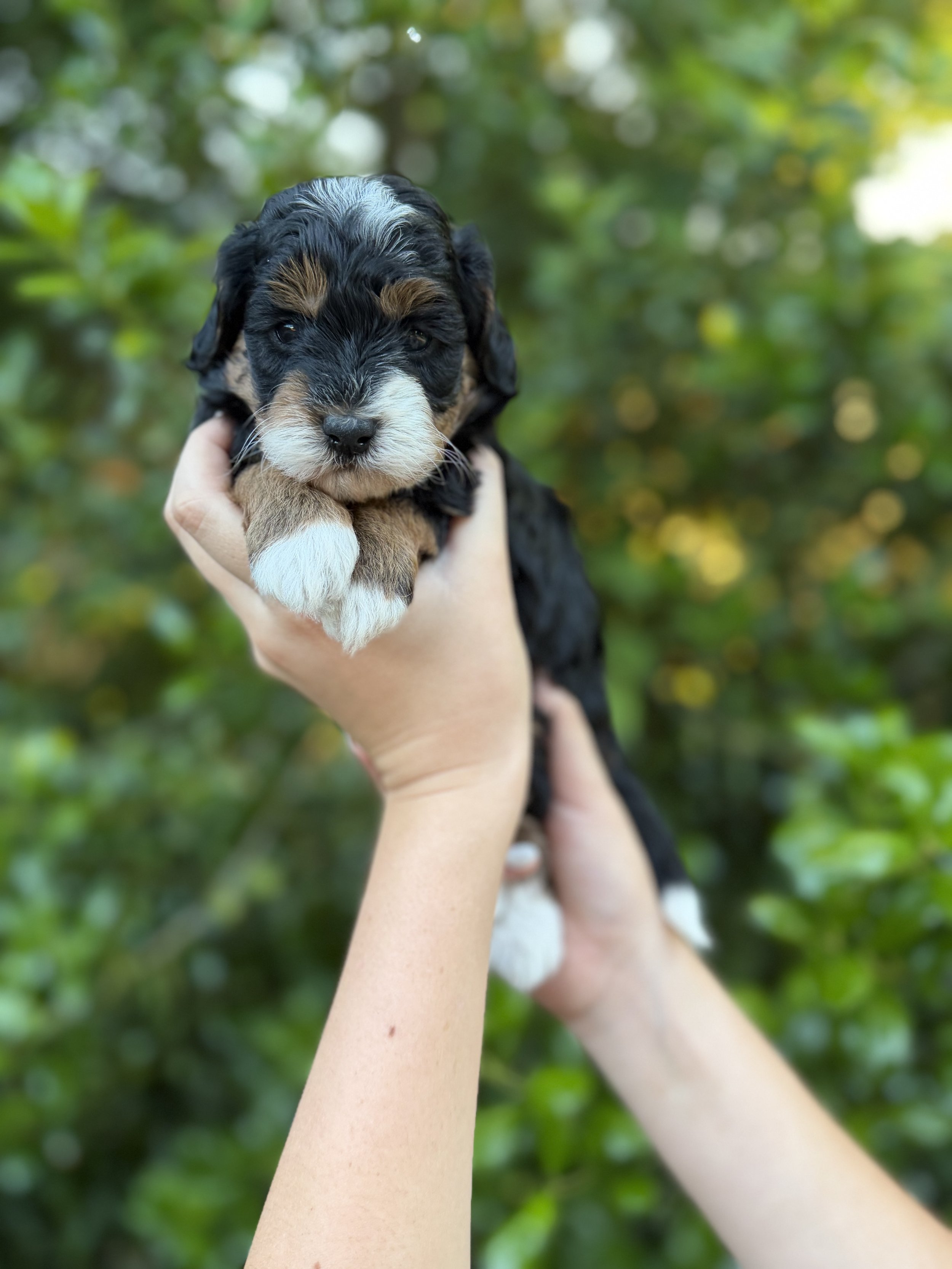 Lex Female Micro/Mini Bernedoodle from Penny and Tucker $3750