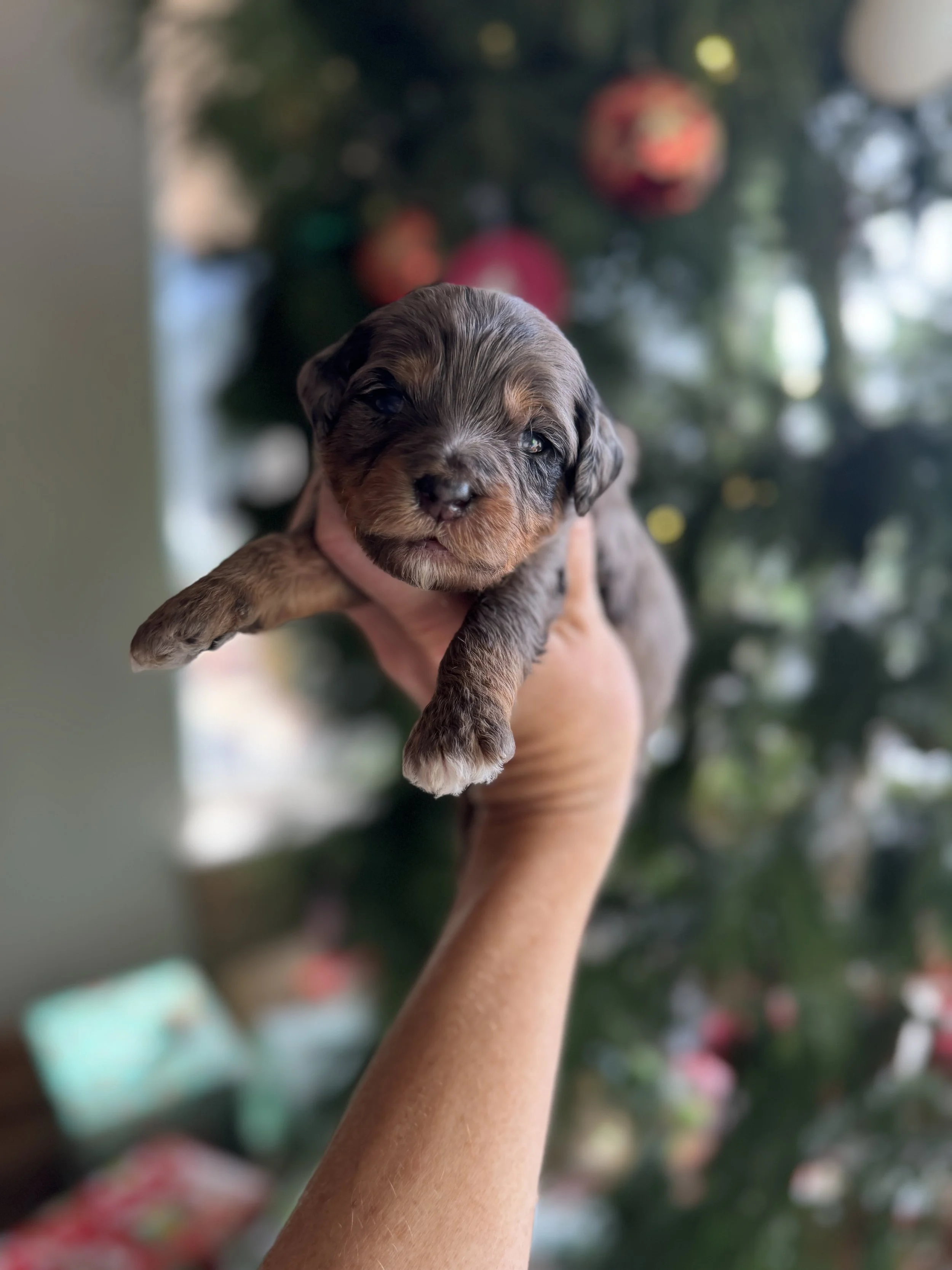 Blitzen Male Mini Bernedoodle $3900