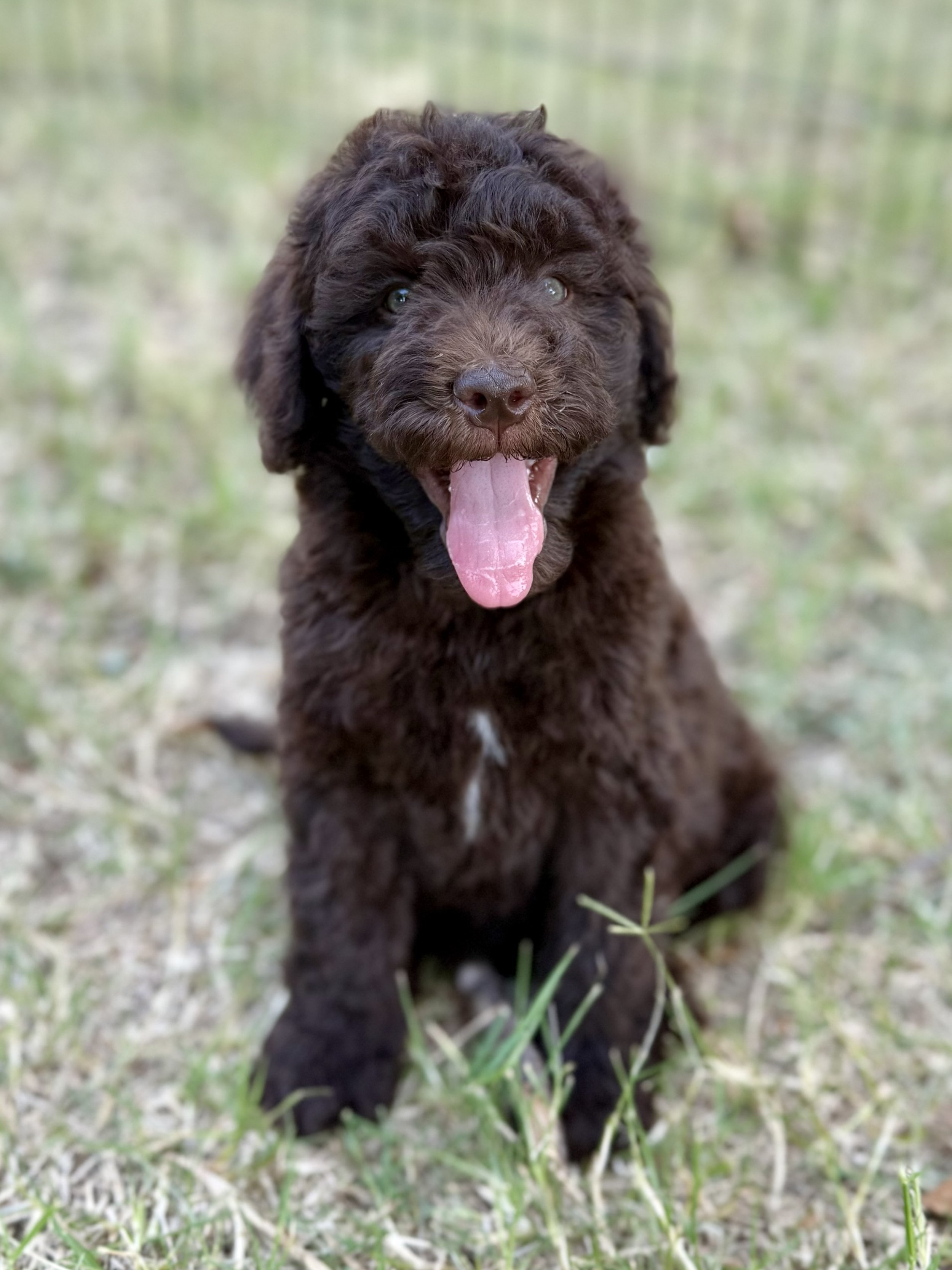 Teddy Male Mini Bernedoodle from Gracie and King Arthur $2500