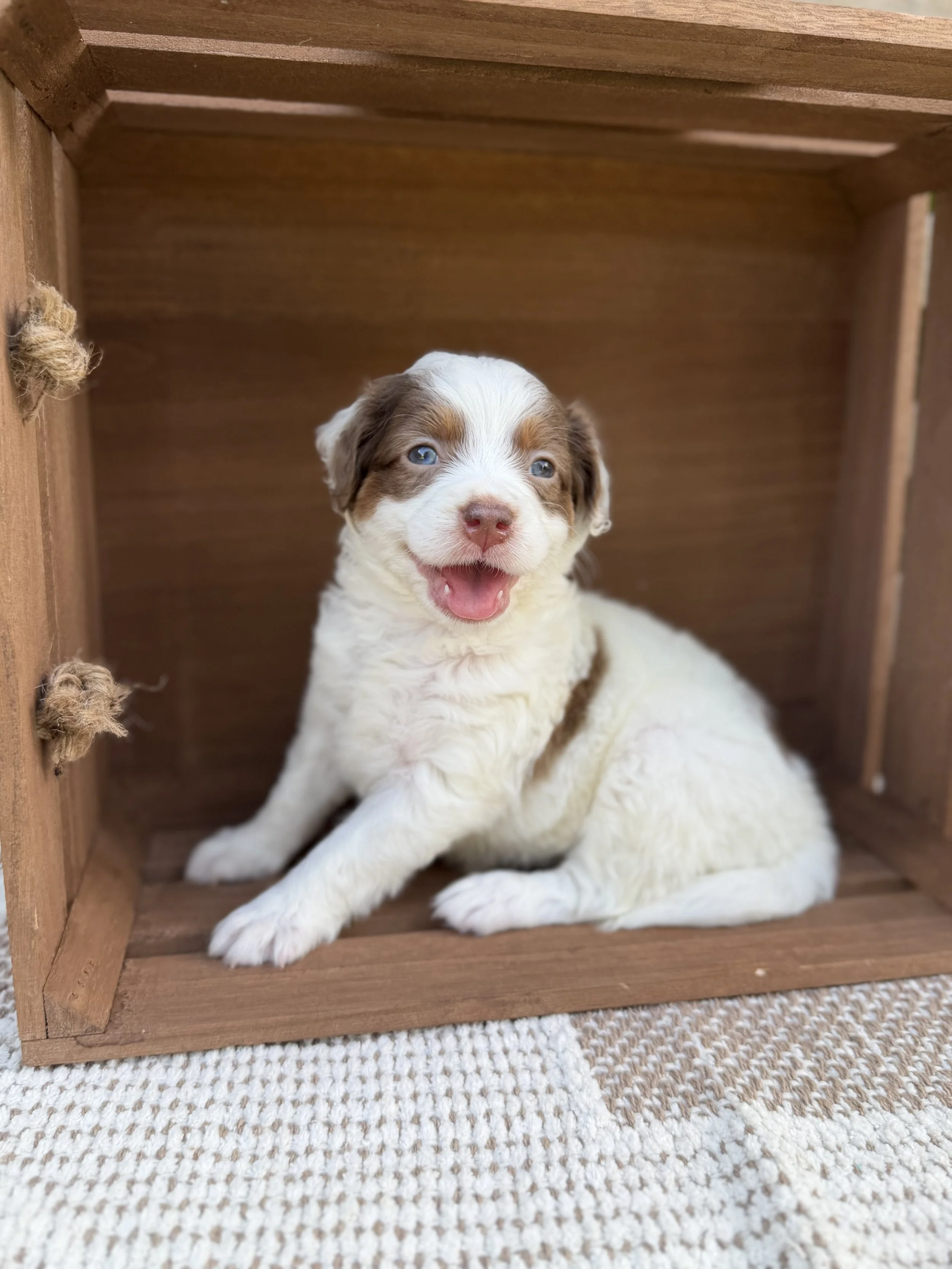 Janice Female Mini Bernedoodles from Sammy and Fitz $3500