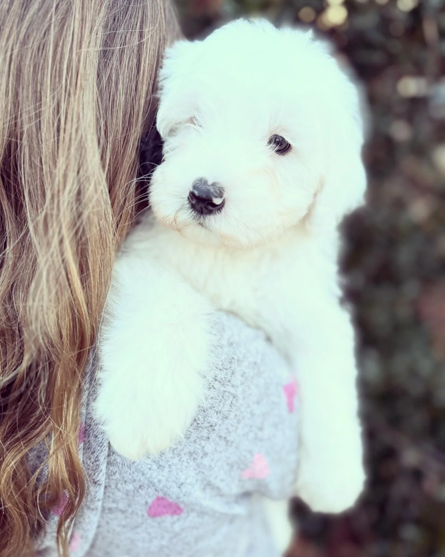 Juniper available female mini sheepadoodle $1750