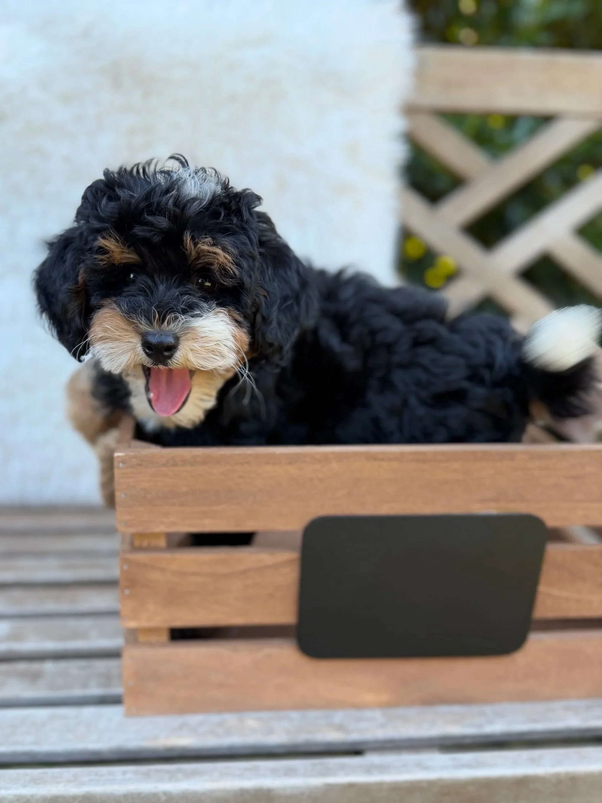 Lex Female Micro/Mini Bernedoodle from Penny and Tucker $3500