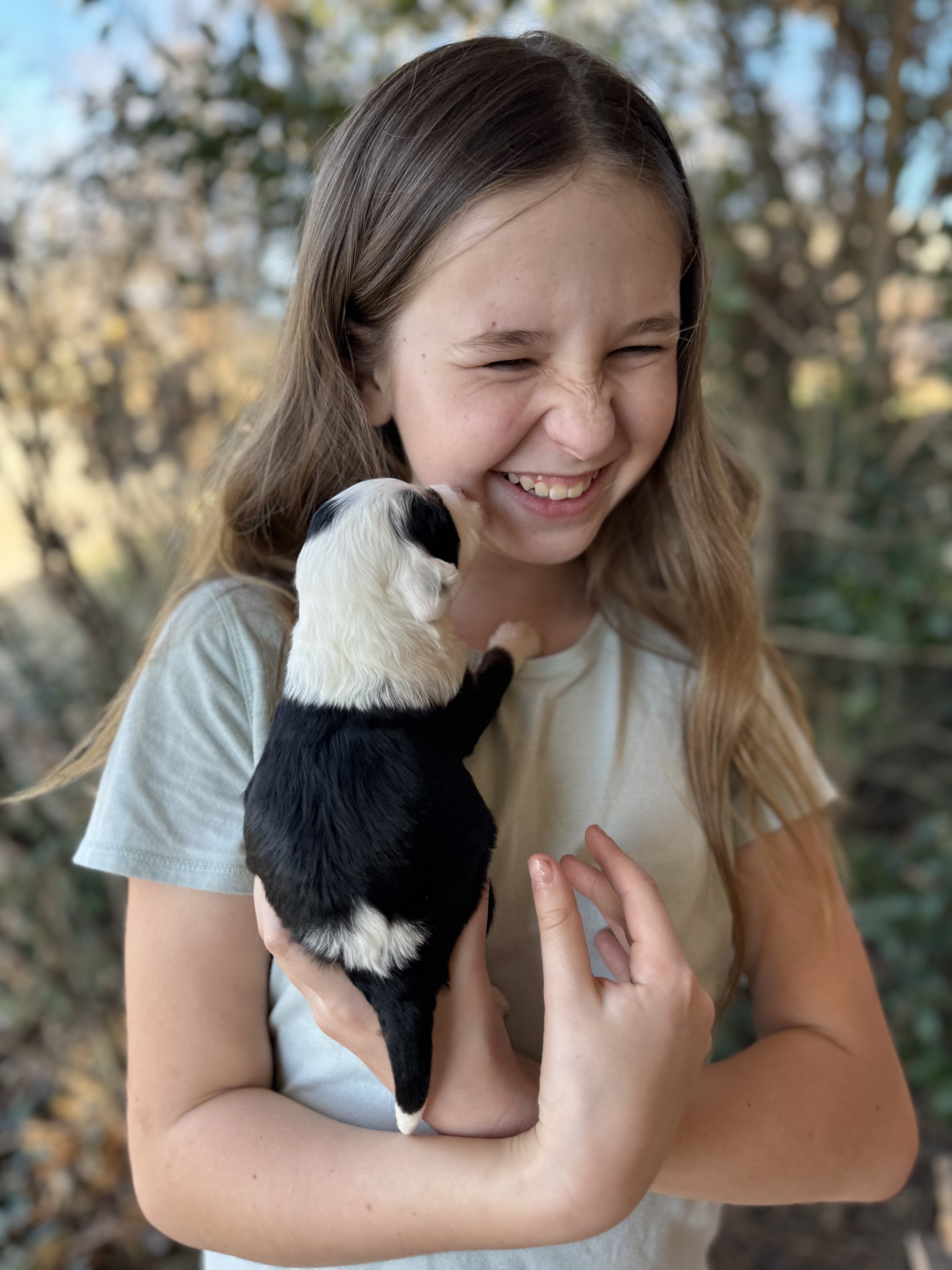 Luna available female mini australian bernedoodle $3500