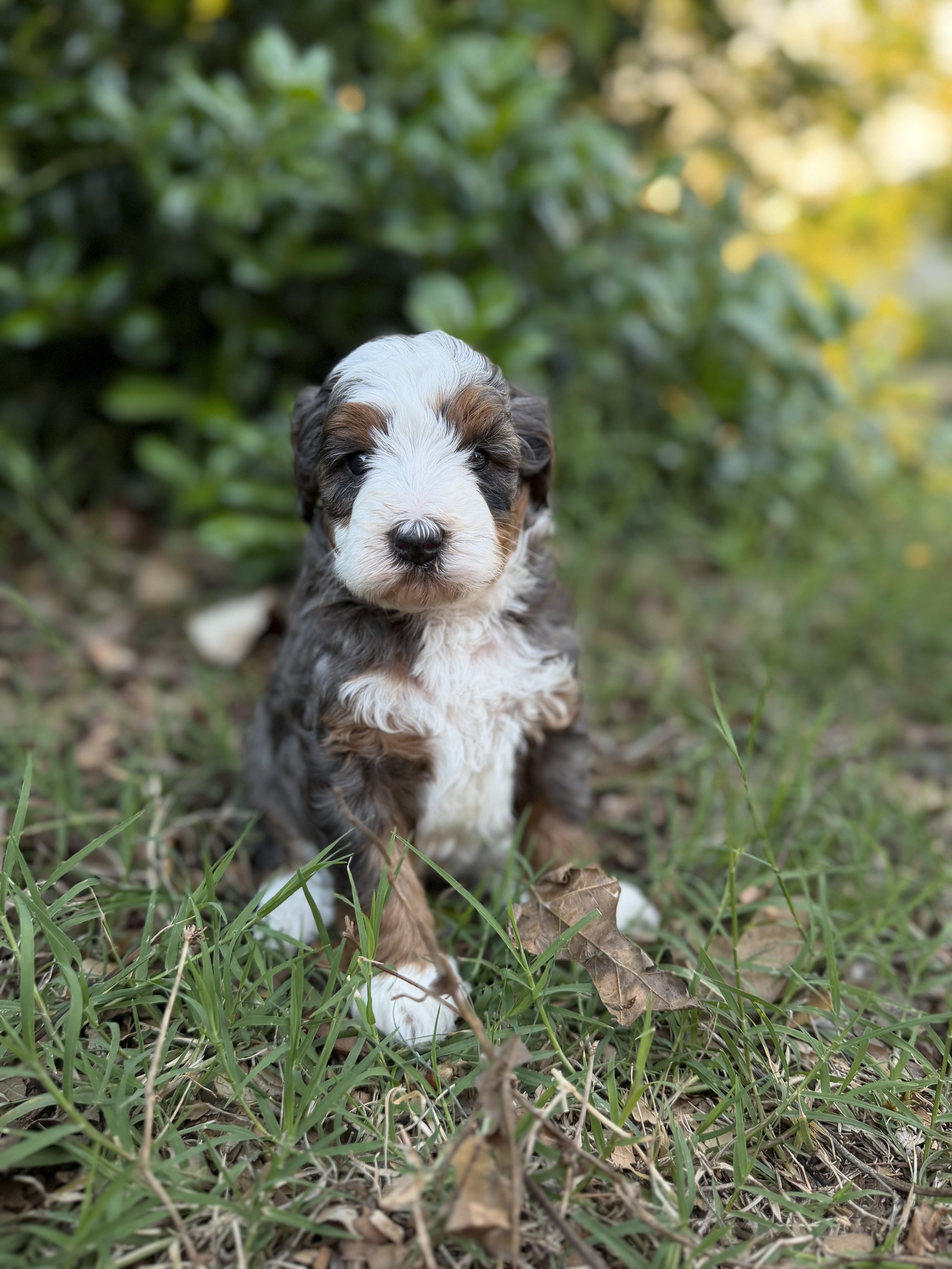 Dex Male Micro/Mini Bernedoodle from Penny and Tucker $4250