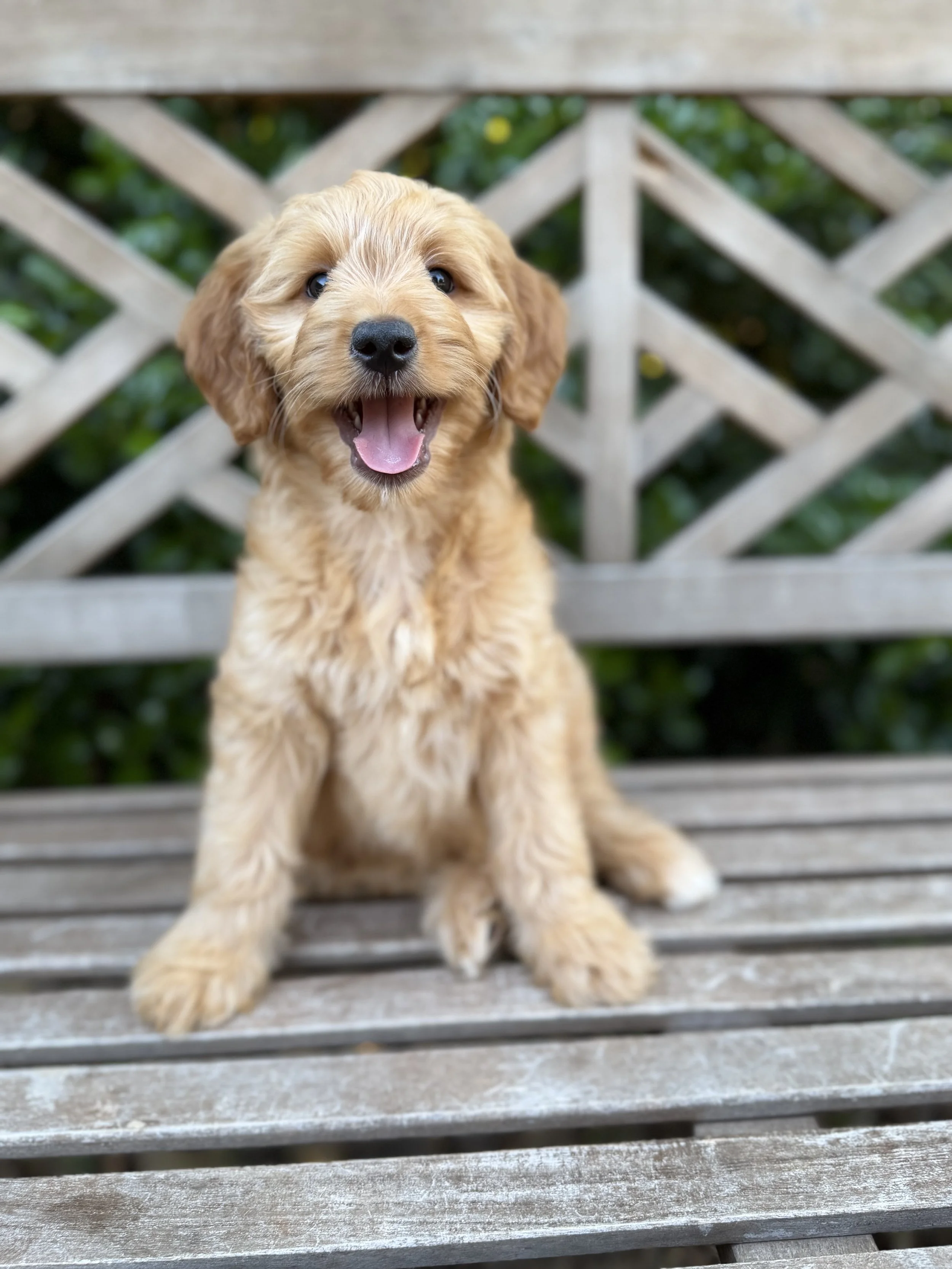 Biscuit Male Mini Goldendoodles $2750