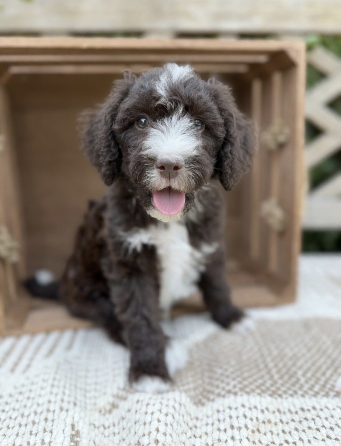 Pooh Bear Male Mini Bernedoodle from Gracie and King Arthur $2500