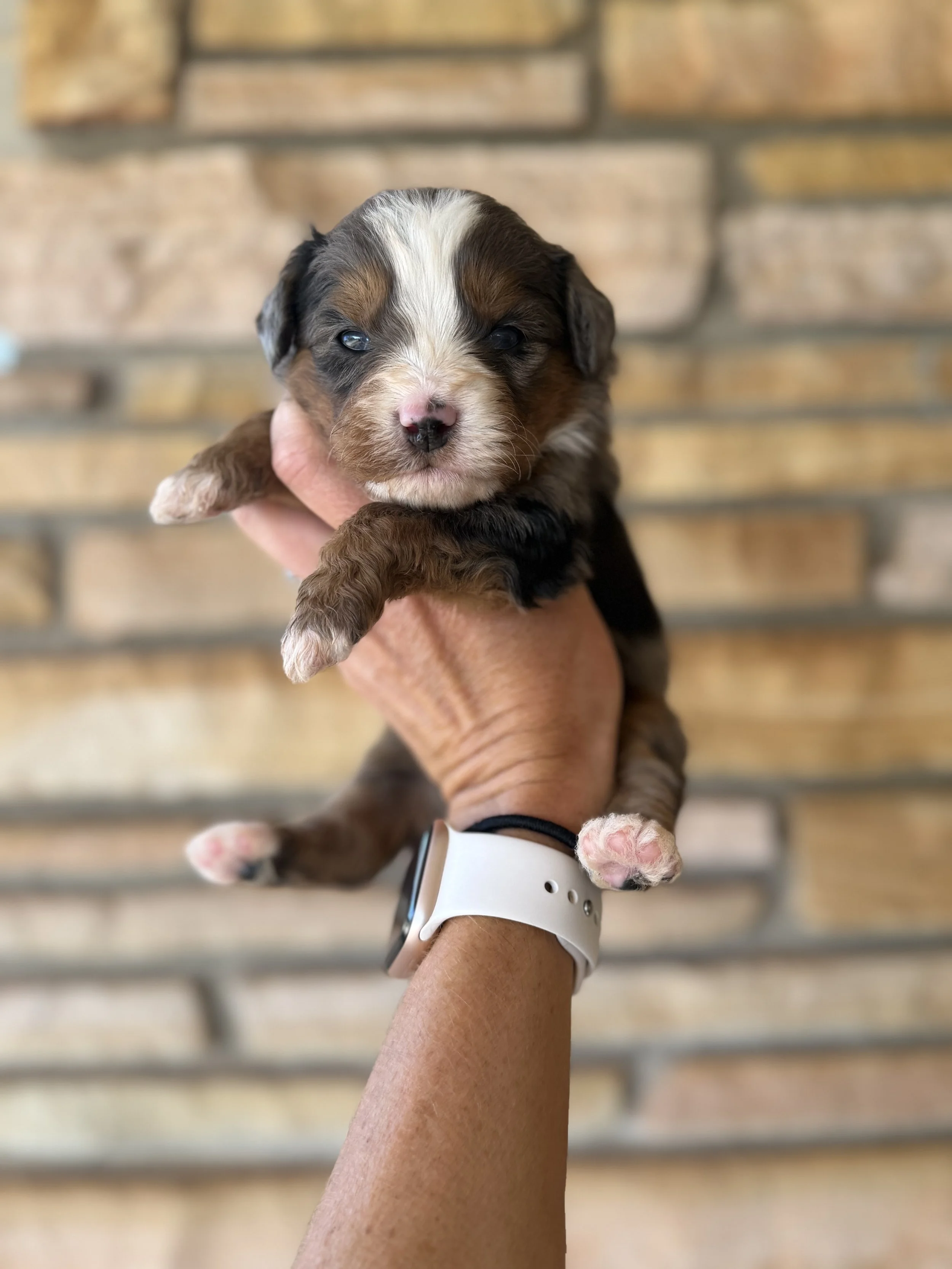 Waitlist for Micro/Mini Australian Bernedoodles from Aspen and Bluey