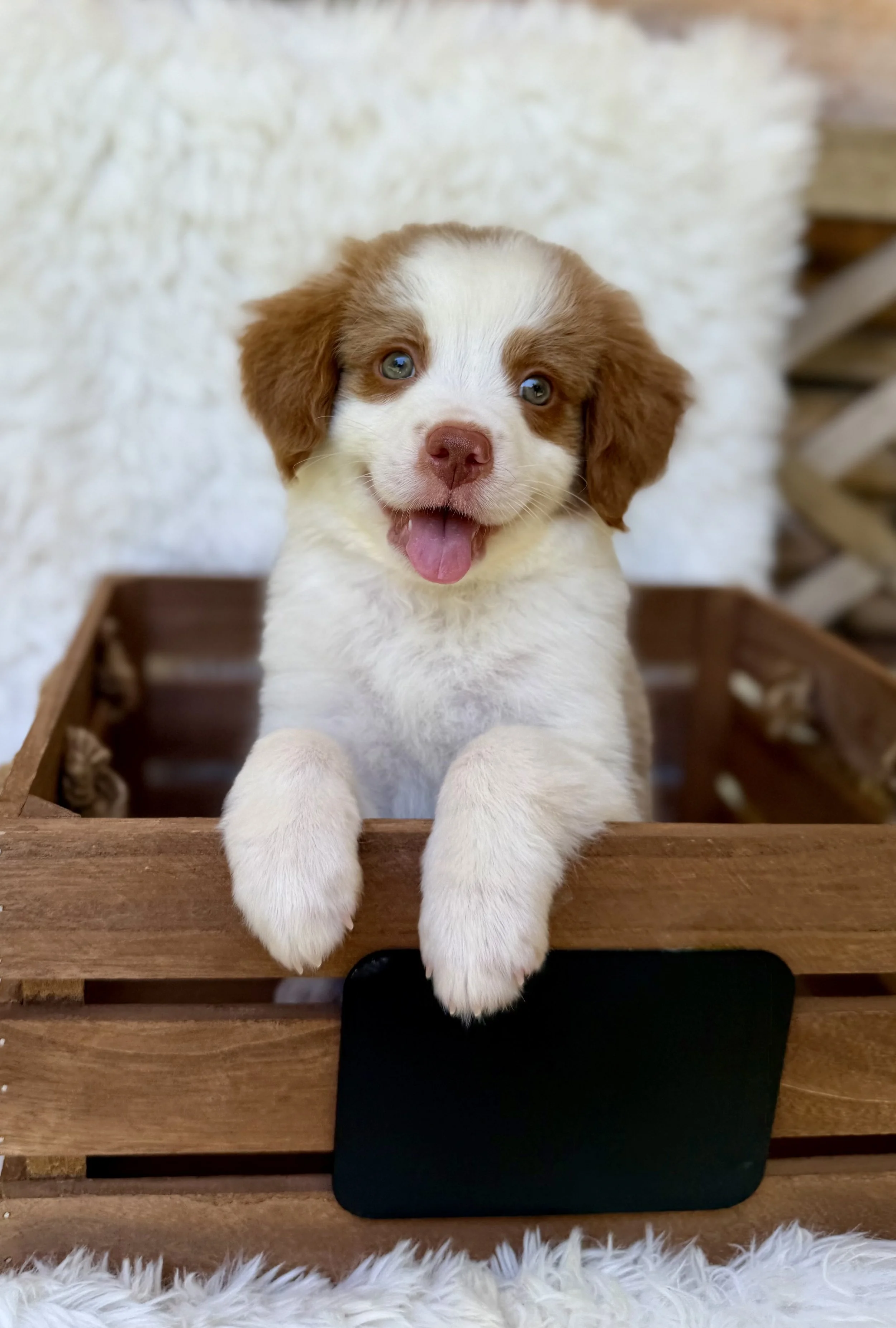 Richard Male Mini Bernedoodles from Sammy and Fitz $3500