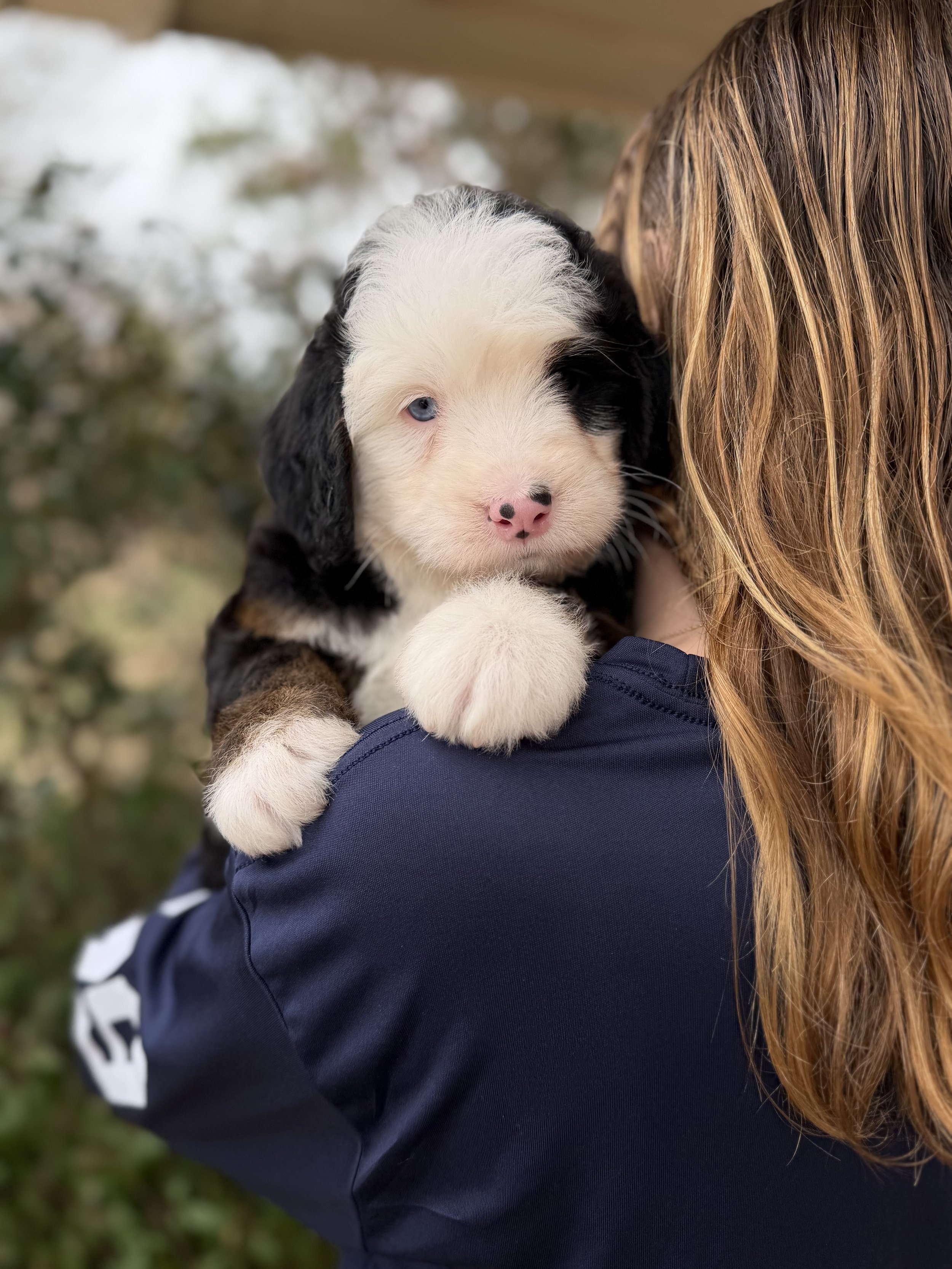 Leonardo Male Ultra Bernedoodle $4000