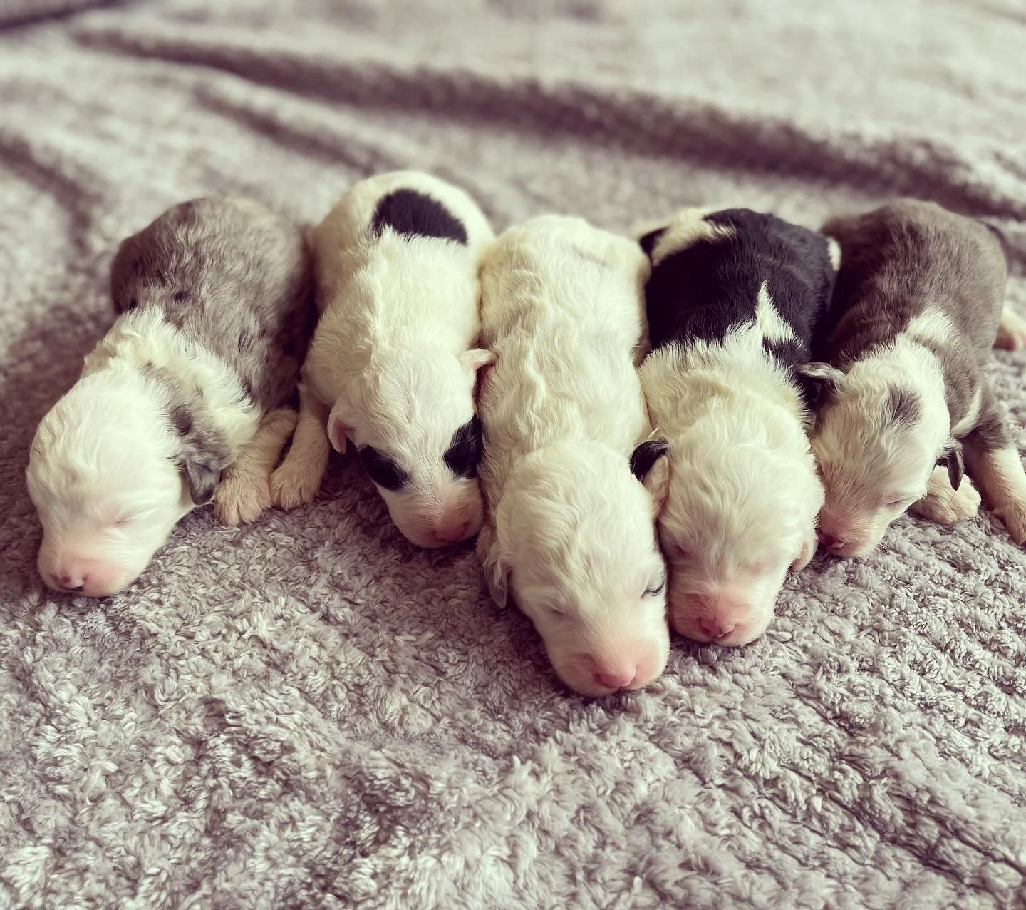 Mini Sheepadoodle Puppies — America's Favorite Mini Doodle Breeder