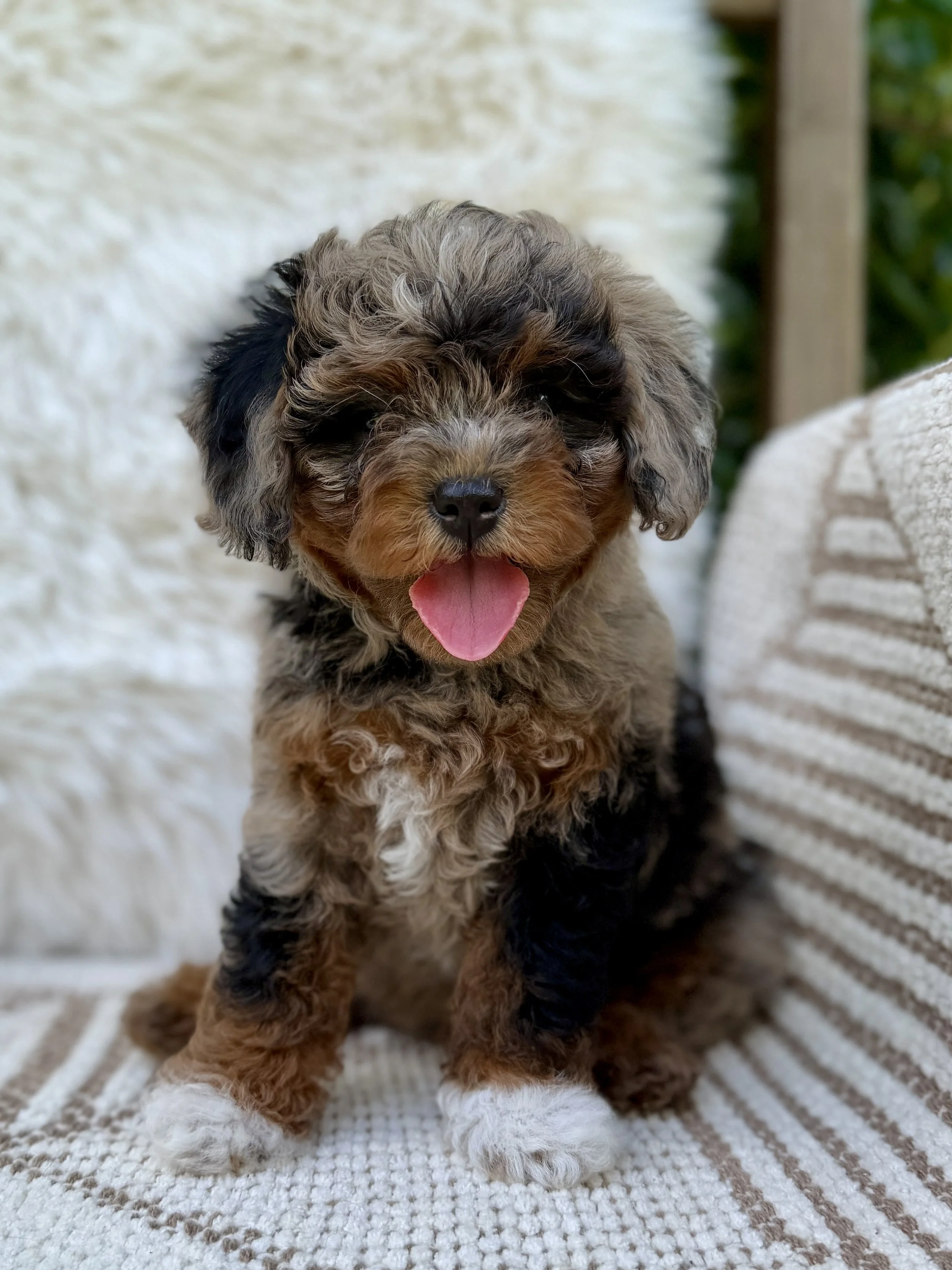 Archie Male Cavapoo from Claire and Hondo $3000 *Possible Guardian Opportunity*