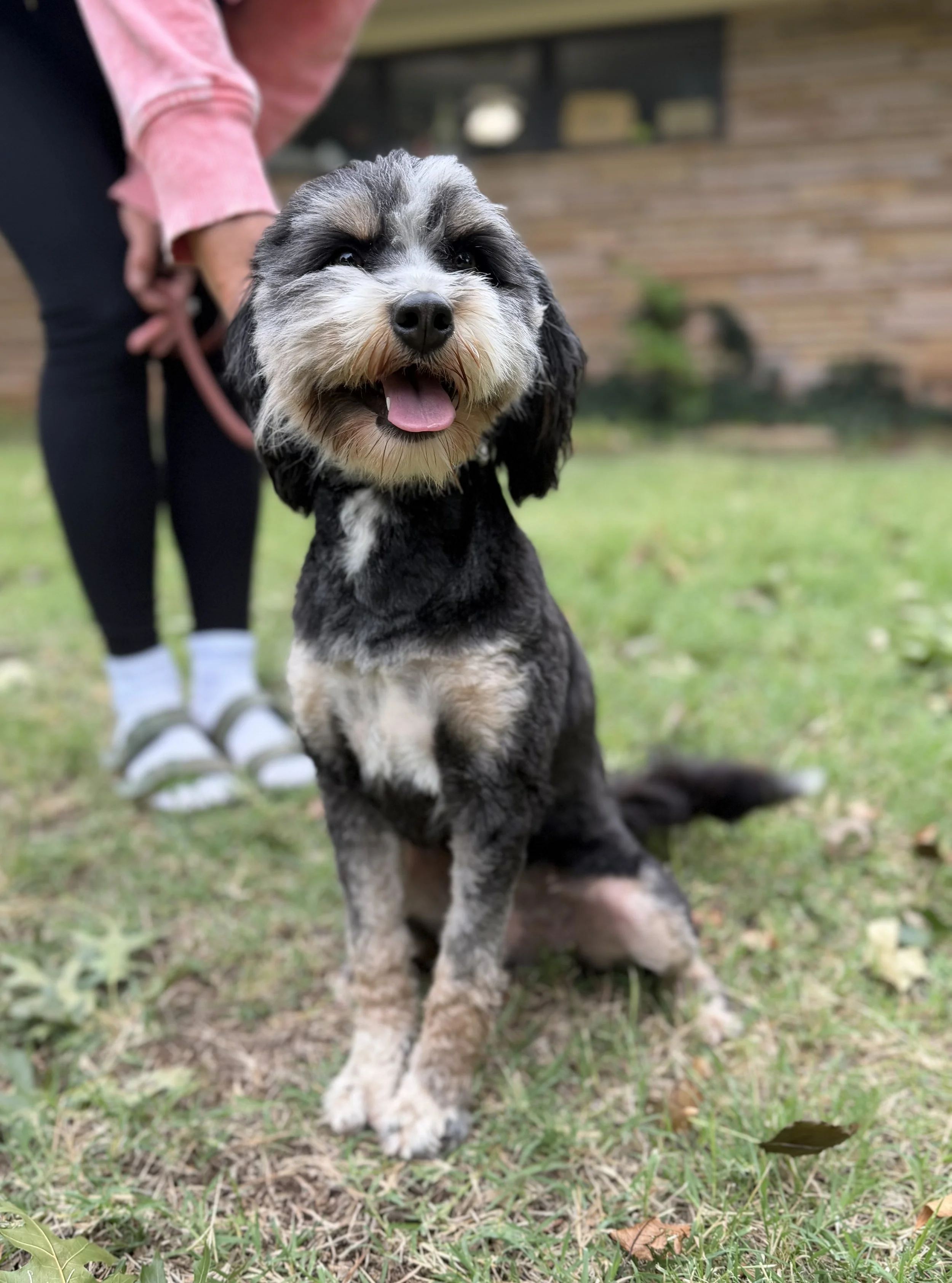 Kobe Female Mini Australian Bernedoodle Available for Guardian (Free) or  $4000