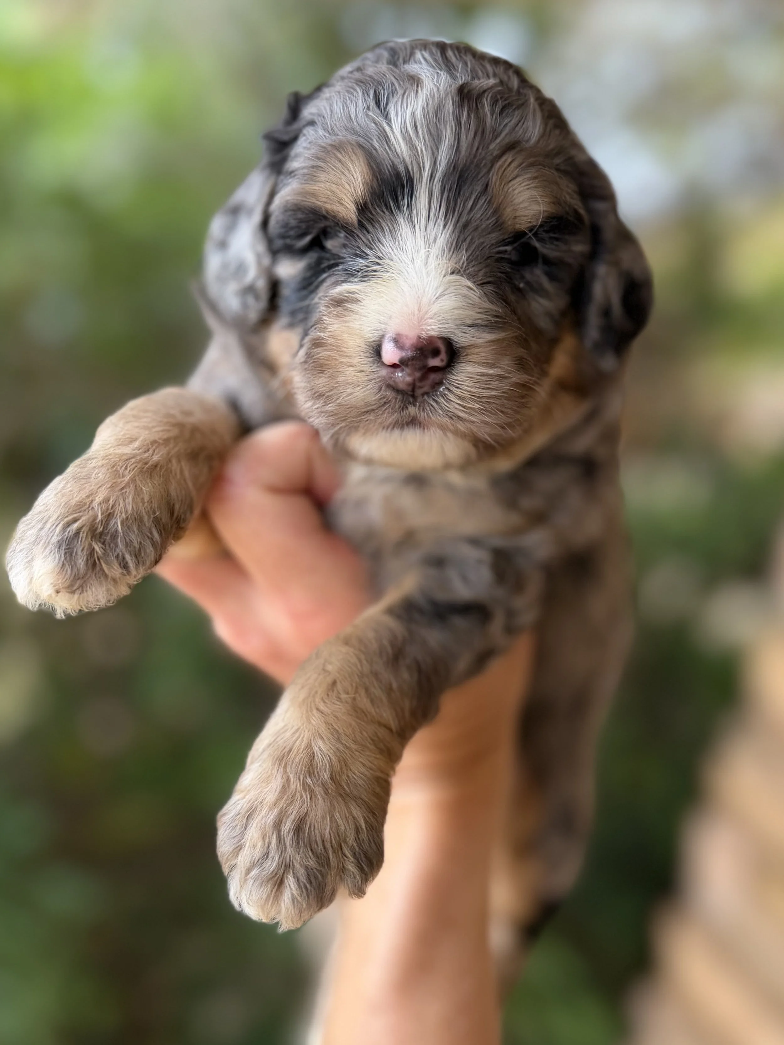 Donatello Male Multigenerational Mini Bernedoodle from Josie and Tucker $4250