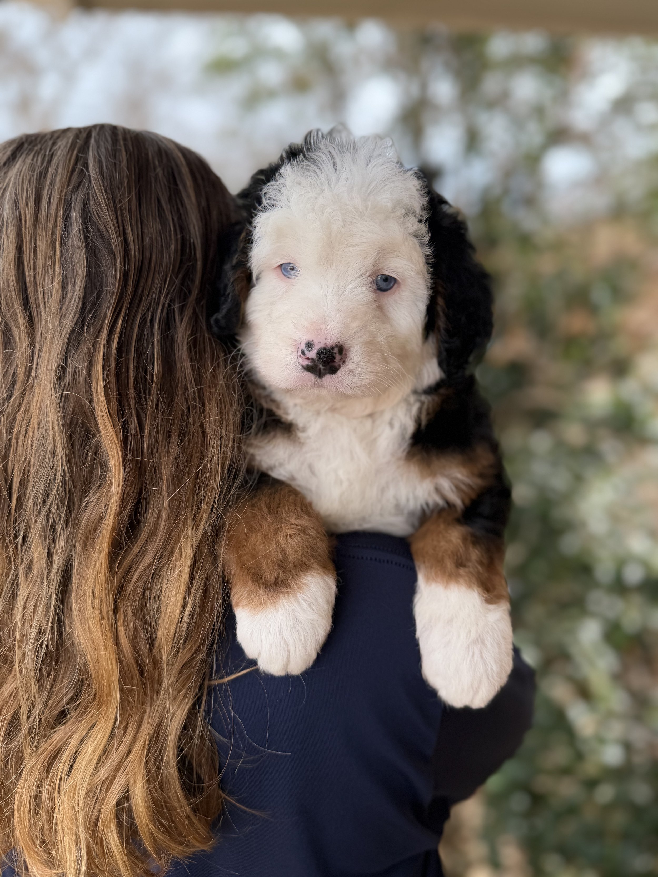 Michelangelo Male Ultra Bernedoodle $4250